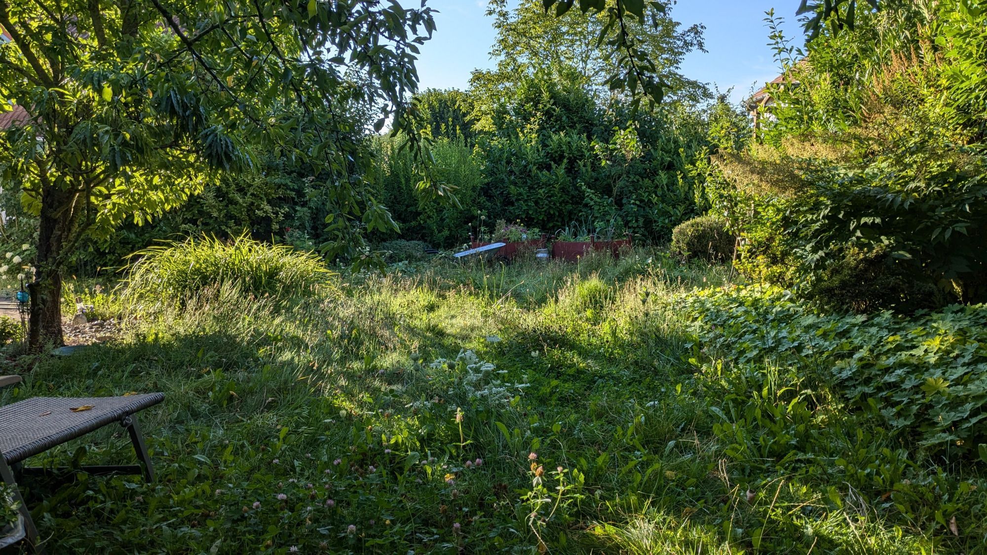 garden scene, uncut grass lawn, a deck chair and a cherry tree on the left, two raised beds and a wheelbarrow in the back, morning sun shining, shadows on the grass.