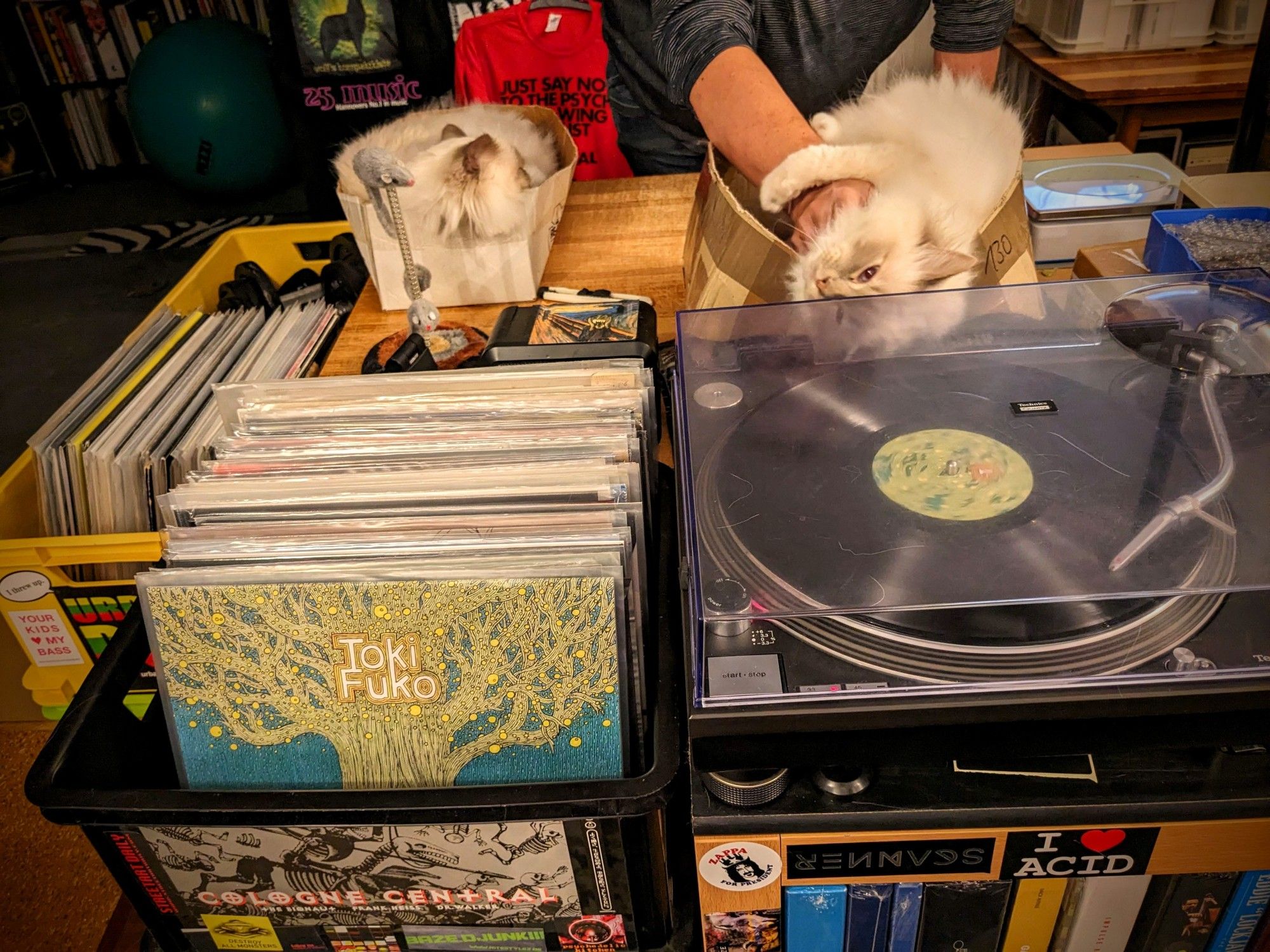 Toki Fuko vinyl playing on the Technics, wifey cuddling with the cats Emil & Milo on the packing table bhind it.