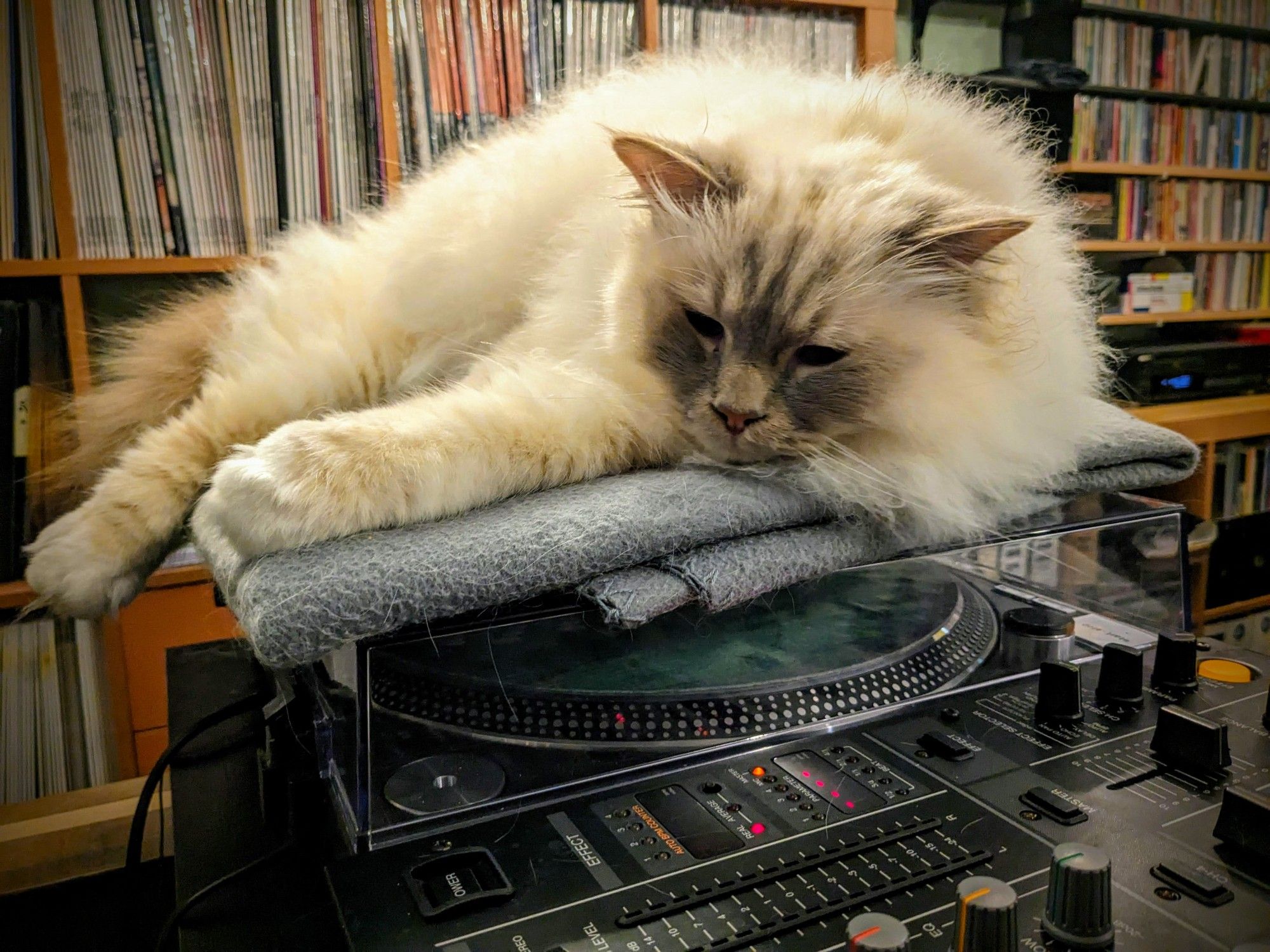 Holy Birman cat Milo resting on his blanket above the Technics record player. cd and vinyl record shelves in the background.