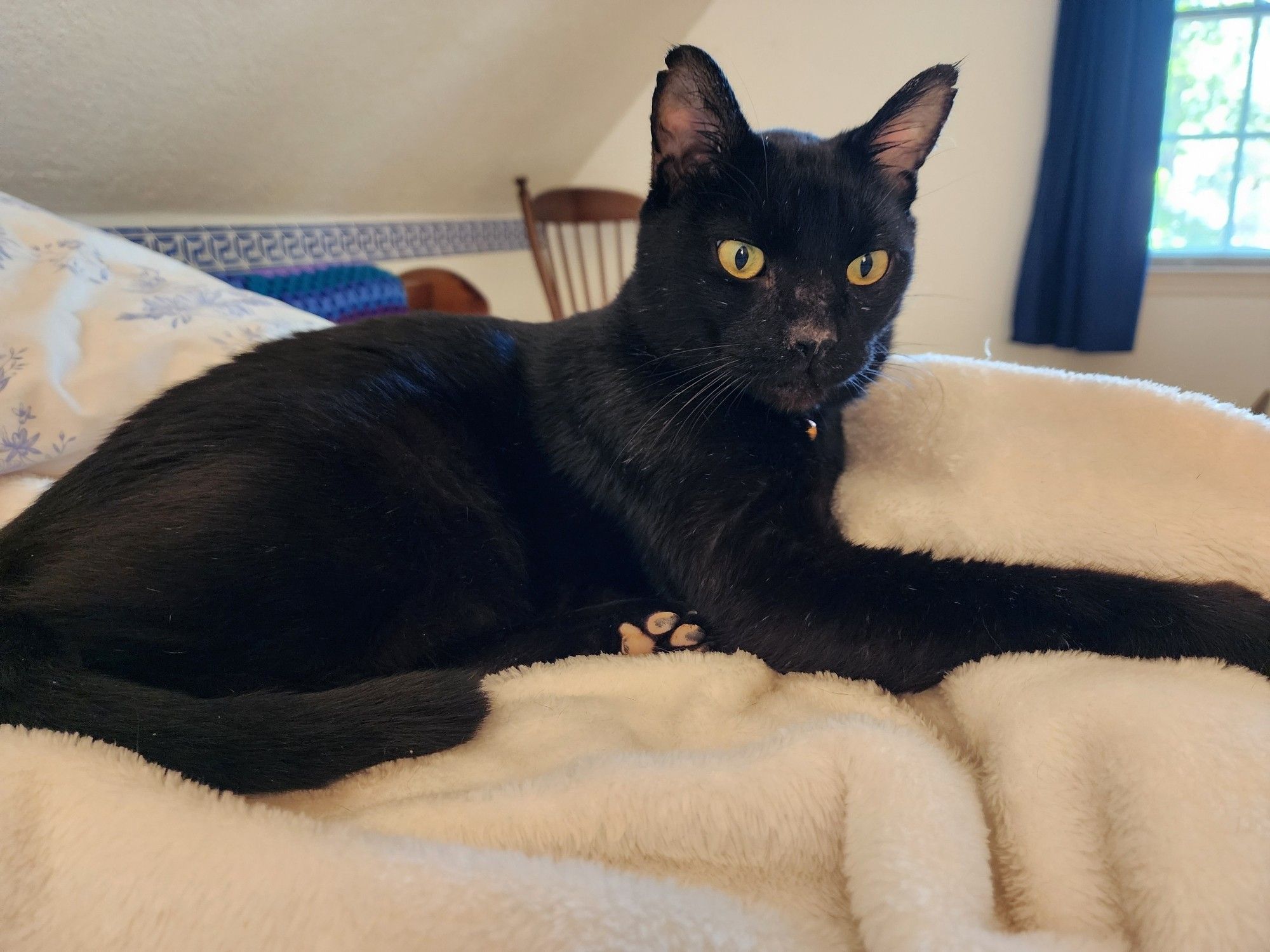 A handsome black cat with golden eyes sits on a fuzzy white blanket.