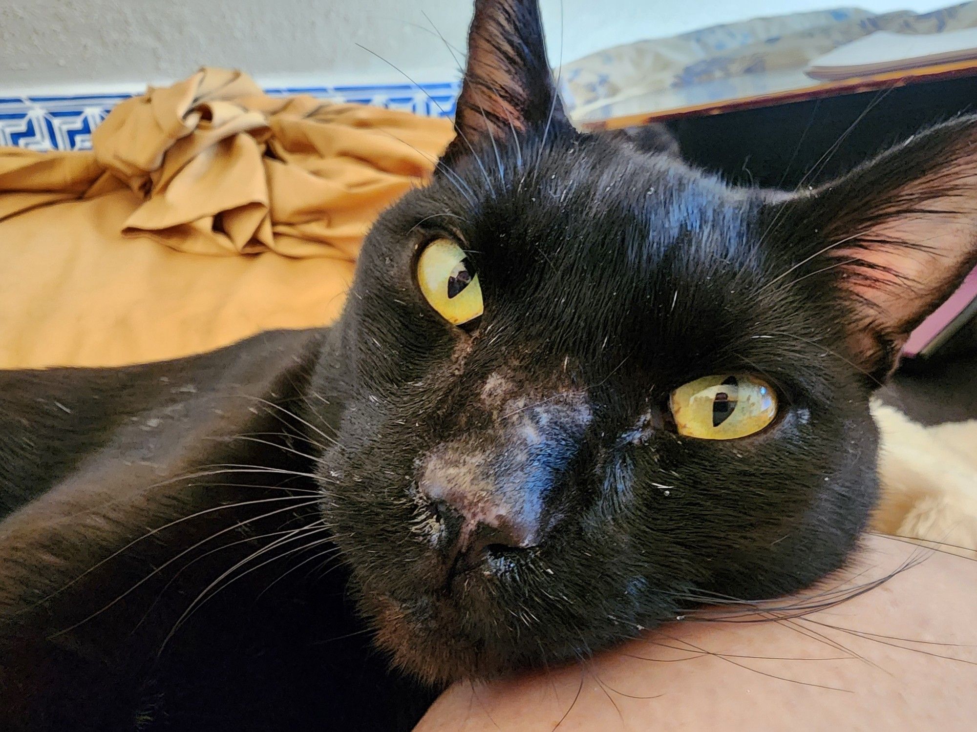 A close up of the face of a black cat with golden eyes and a scuffed up nose.