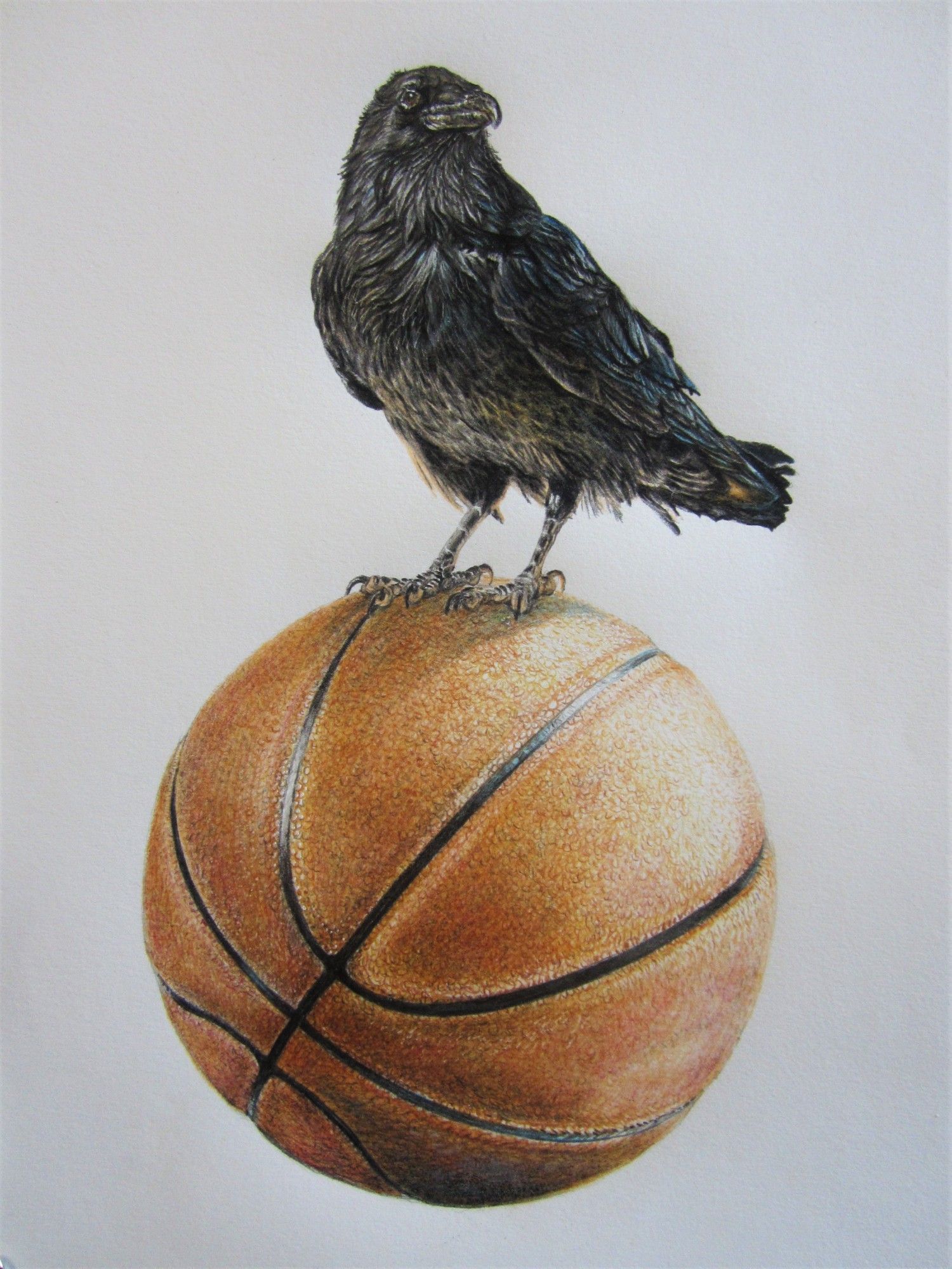 "Basketball Raven", graphite & pencil crayon on paper, 10x12", 2022 (commission). A black raven perched on a basketball. (this was a memorial work commissioned by a mother in memory of her son.)