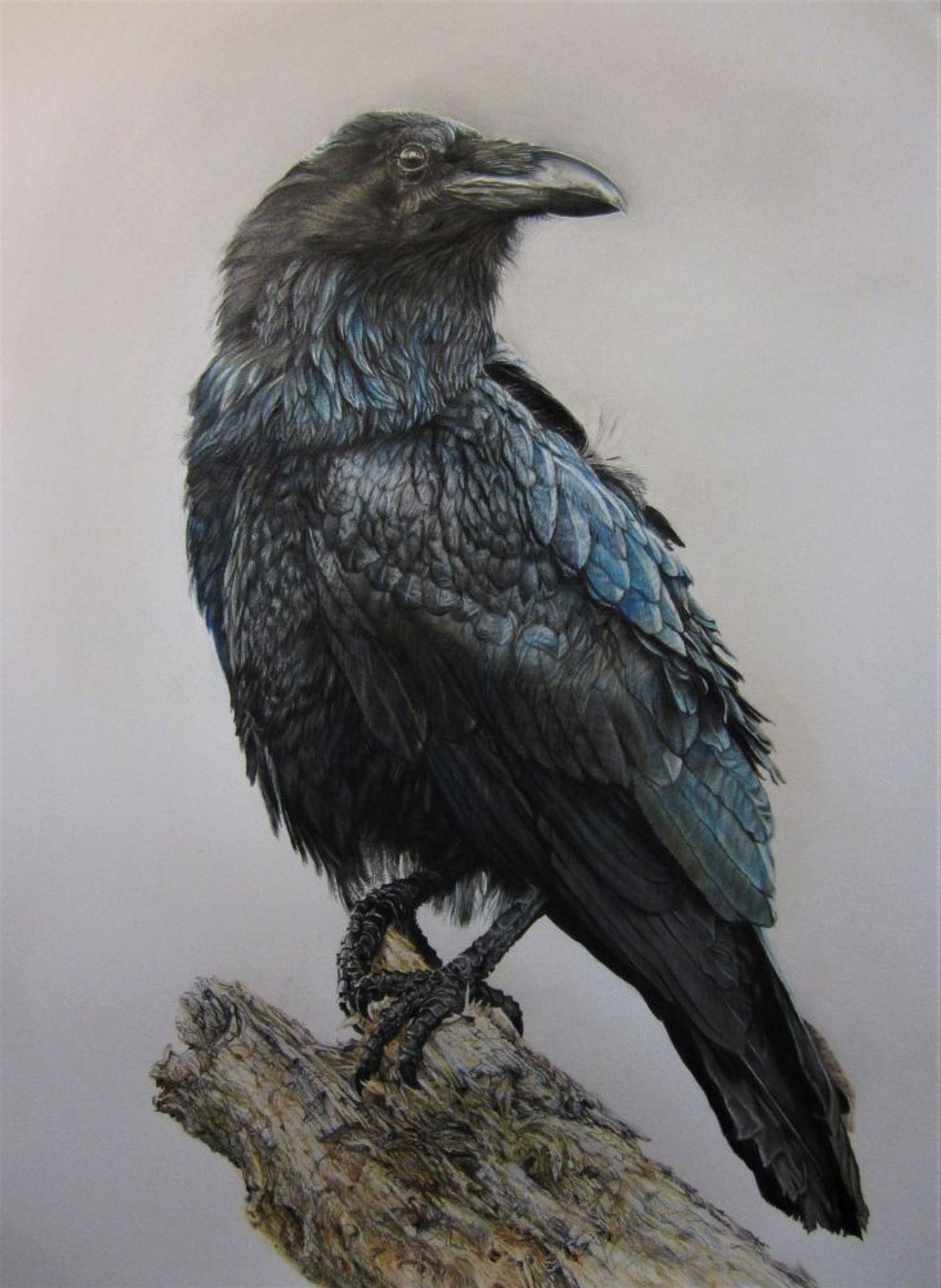 "Raven", graphite, pencil crayon, oil pastel on paper, 19x25", 2023 (commission). A colour drawing of a raven perched on a rotting stump looking back over it's shoulder.