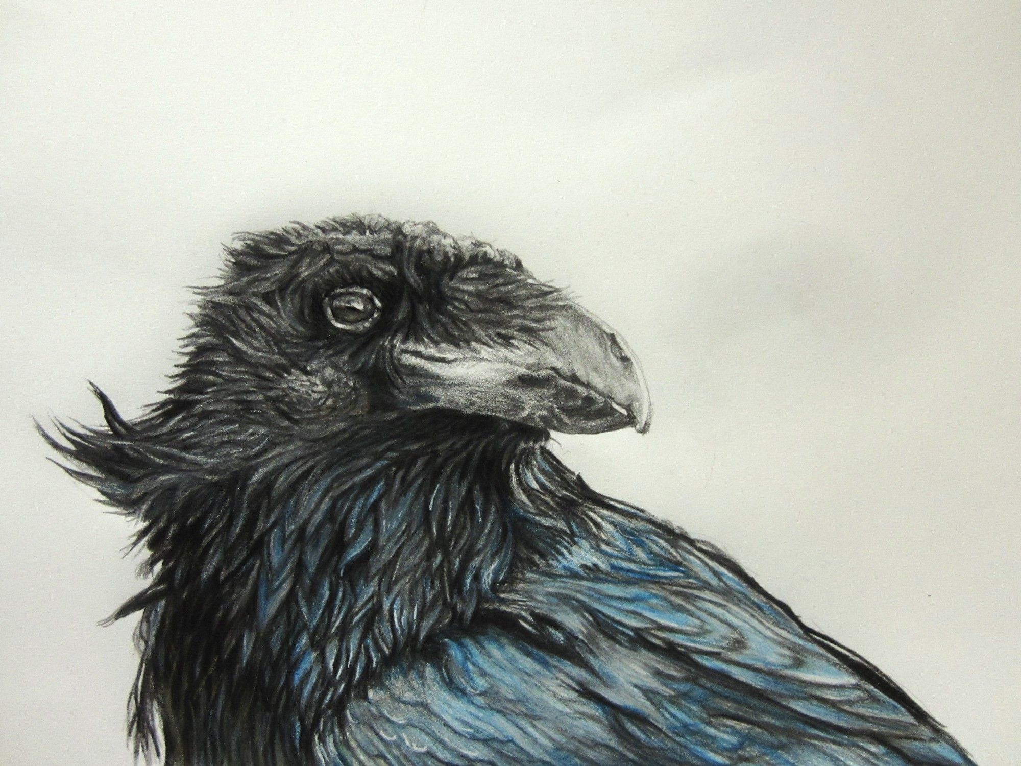 "Raven (portrait)", graphite & pencil crayon on paper, 8x10", 2023 (private collection). A head portrait of a raven, neck feathers ruffling in the breeze.