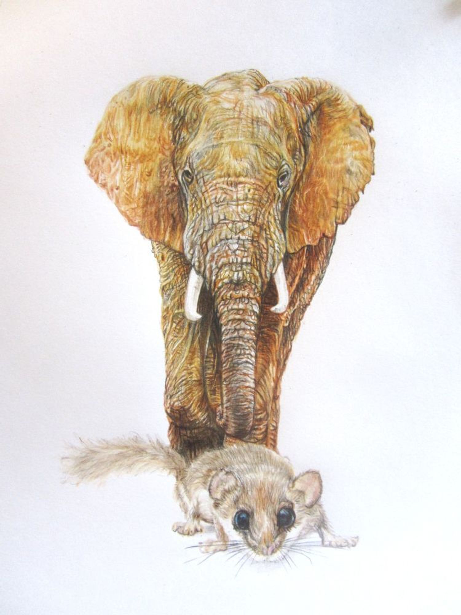 "Behind", pencil crayon/graphite on paper, 8x10", 2024- $250 (Cdn). A colour drawing of an elephant approaching a pygmy mouse from behind.