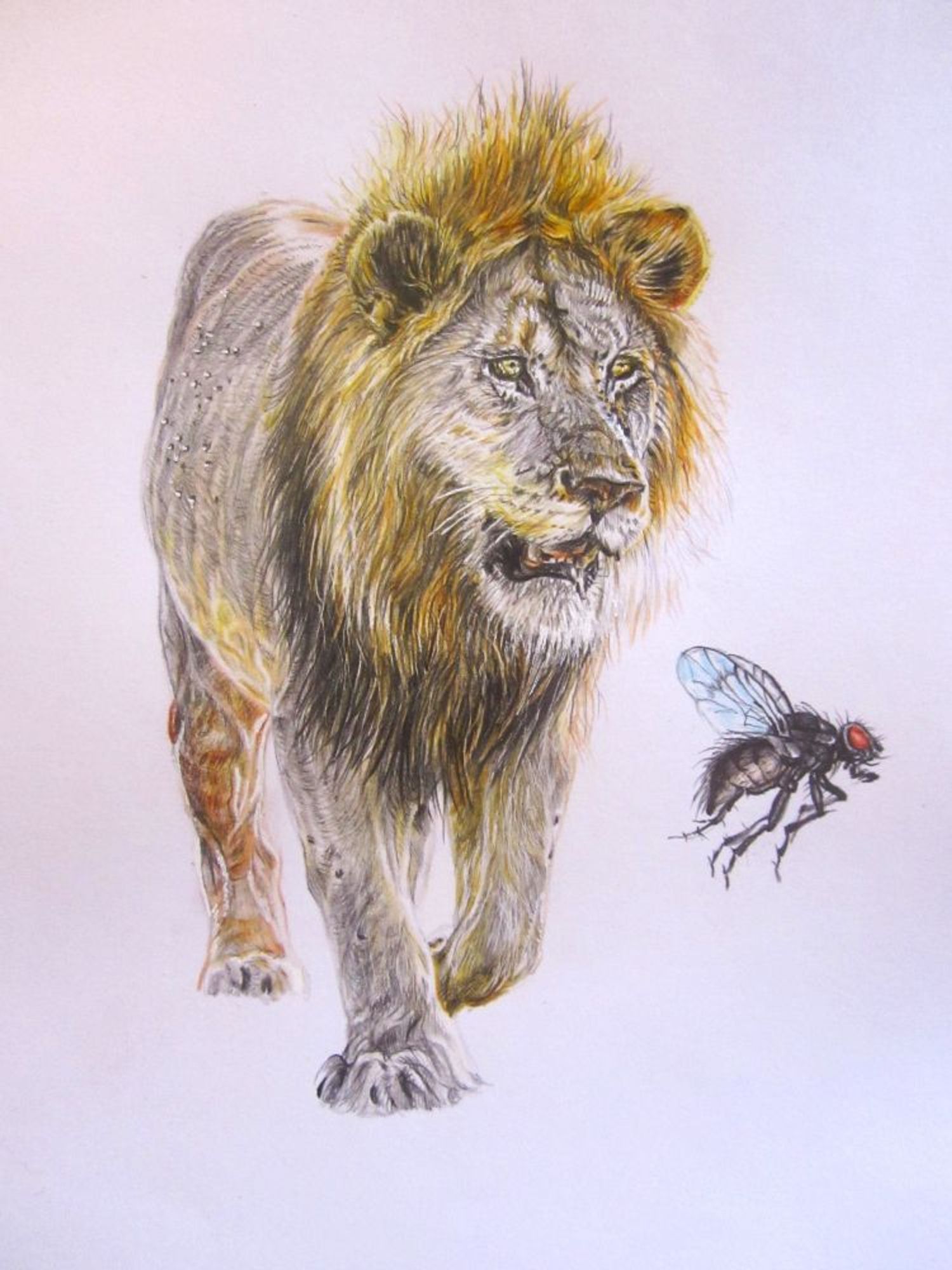 "Fly", pencil crayon/graphite on paper, 8x10", 2024- $250 (Cdn). A colour drawing of a male lion, head on, brown & grey against a white background. Black flies are on it's back & around it's eyes. In the foreground a black fly with red eyes flies by.