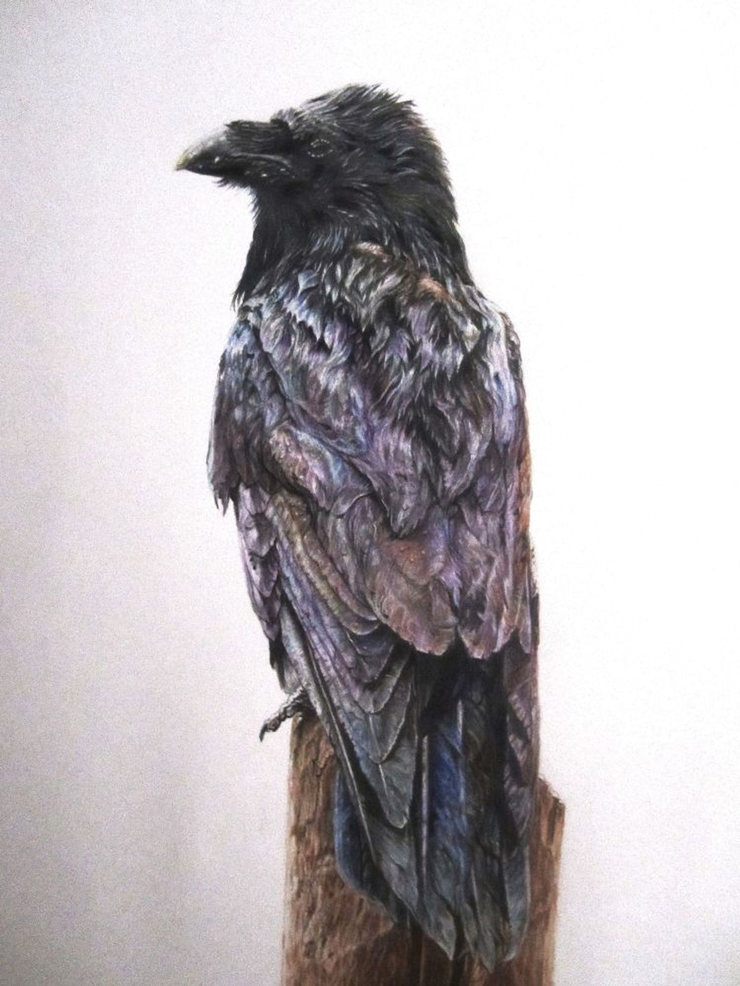 "Leslie's Sentinel", graphite & pencil crayon on paper, 12x18", 2024- $800(Cdn). A colour drawing of a raven, perched on a post, looking back over it's left shoulder, the feathers down it's back are purple, blue, brown, black & grey.