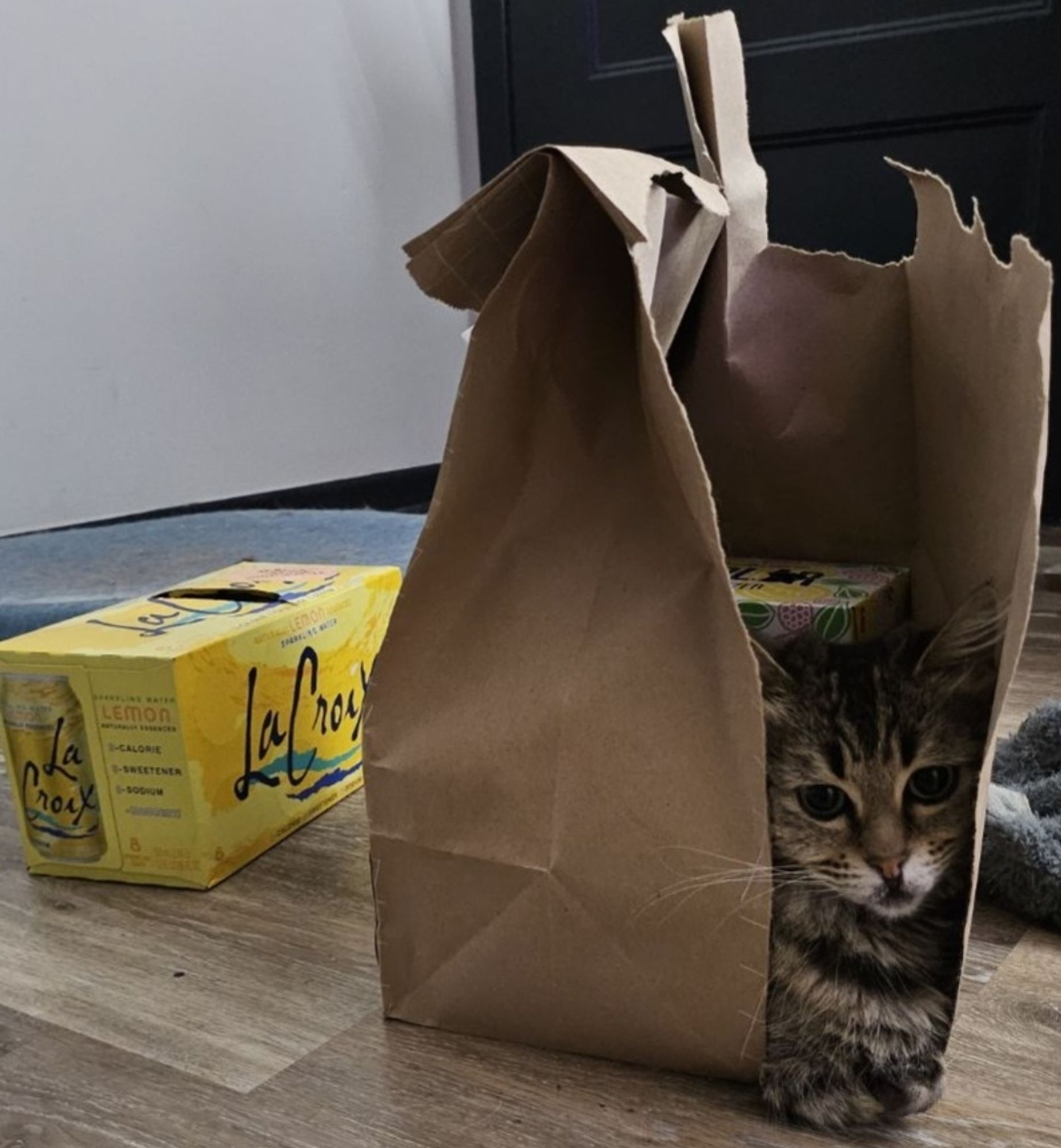 A brown tabby cat is partially visible, peeking out from inside a crumpled brown paper bag. The bag is open at the top and the front, showing the cat’s face and some boxed items behind it. Visible near the paper bag is a yellow carton box of La Croix lemon-flavored sparkling water with six cans, placed on a wooden floor amidst a few small, indistinct objects and a fuzzy gray item likely to be a piece of fabric or blanket. The background includes a portion of a white wall and a dark-colored door.