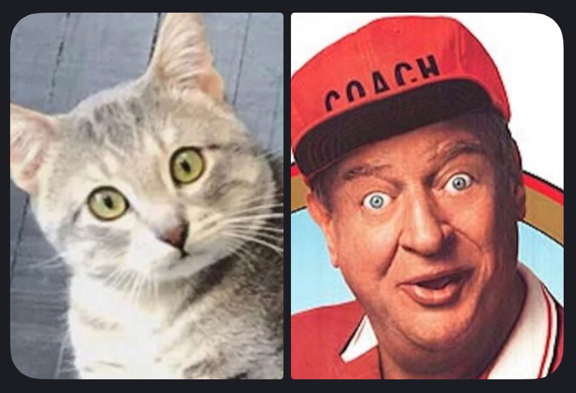 a tabby cat and a picture of rodney dangerfield next to each other. they have the same expression on their faces