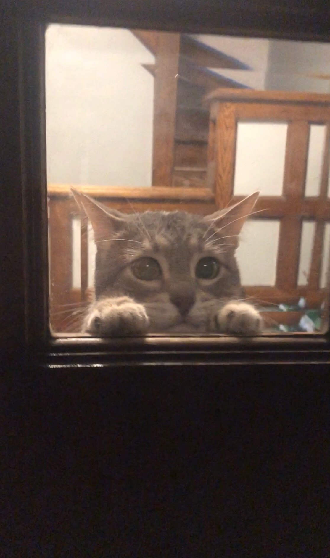 the view from the outside. just two tiny little paws and a little grey tabby face peeking out from windows four and a half feet off the ground. 