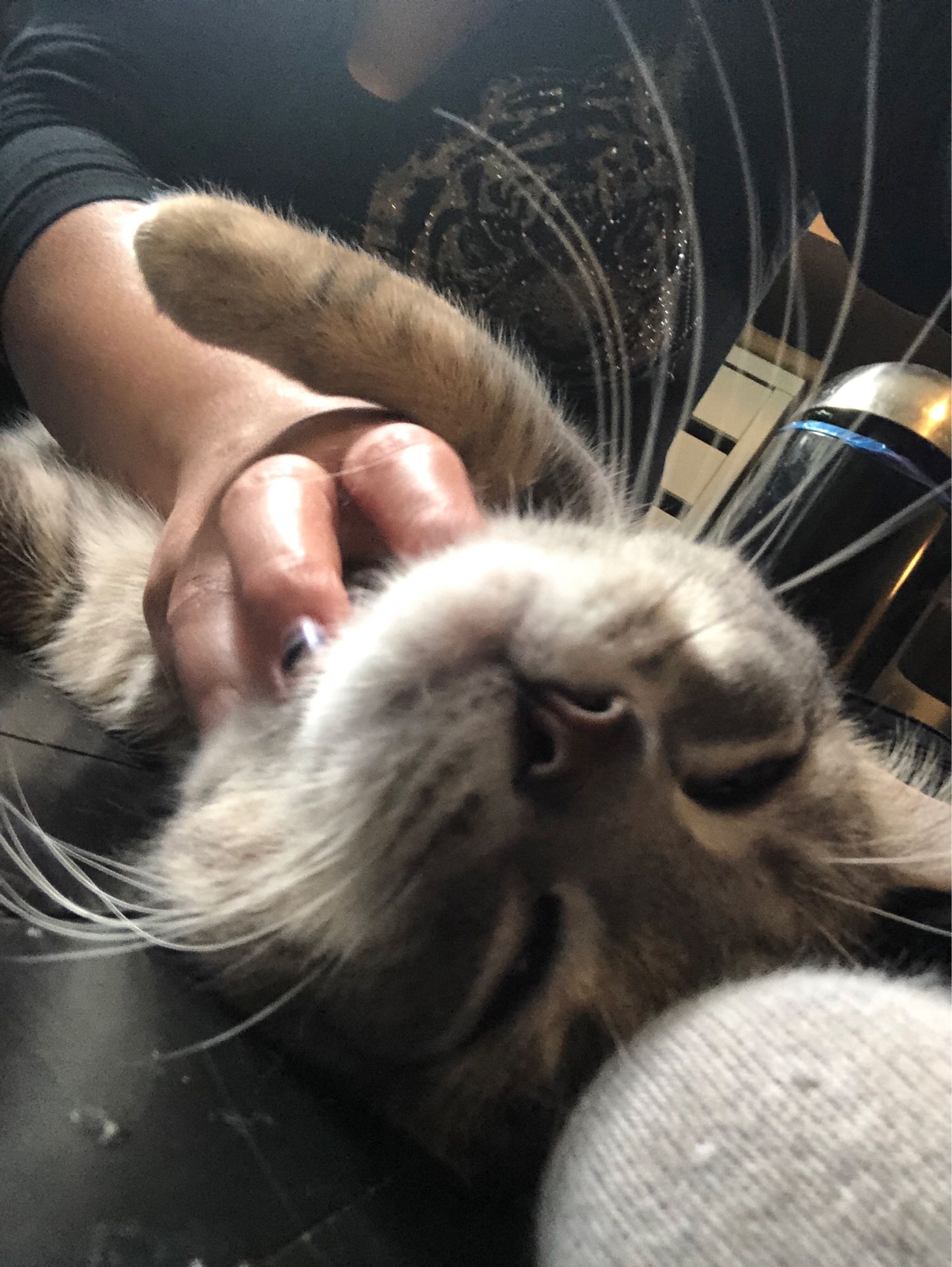 happy tabby cat getting chin scritches