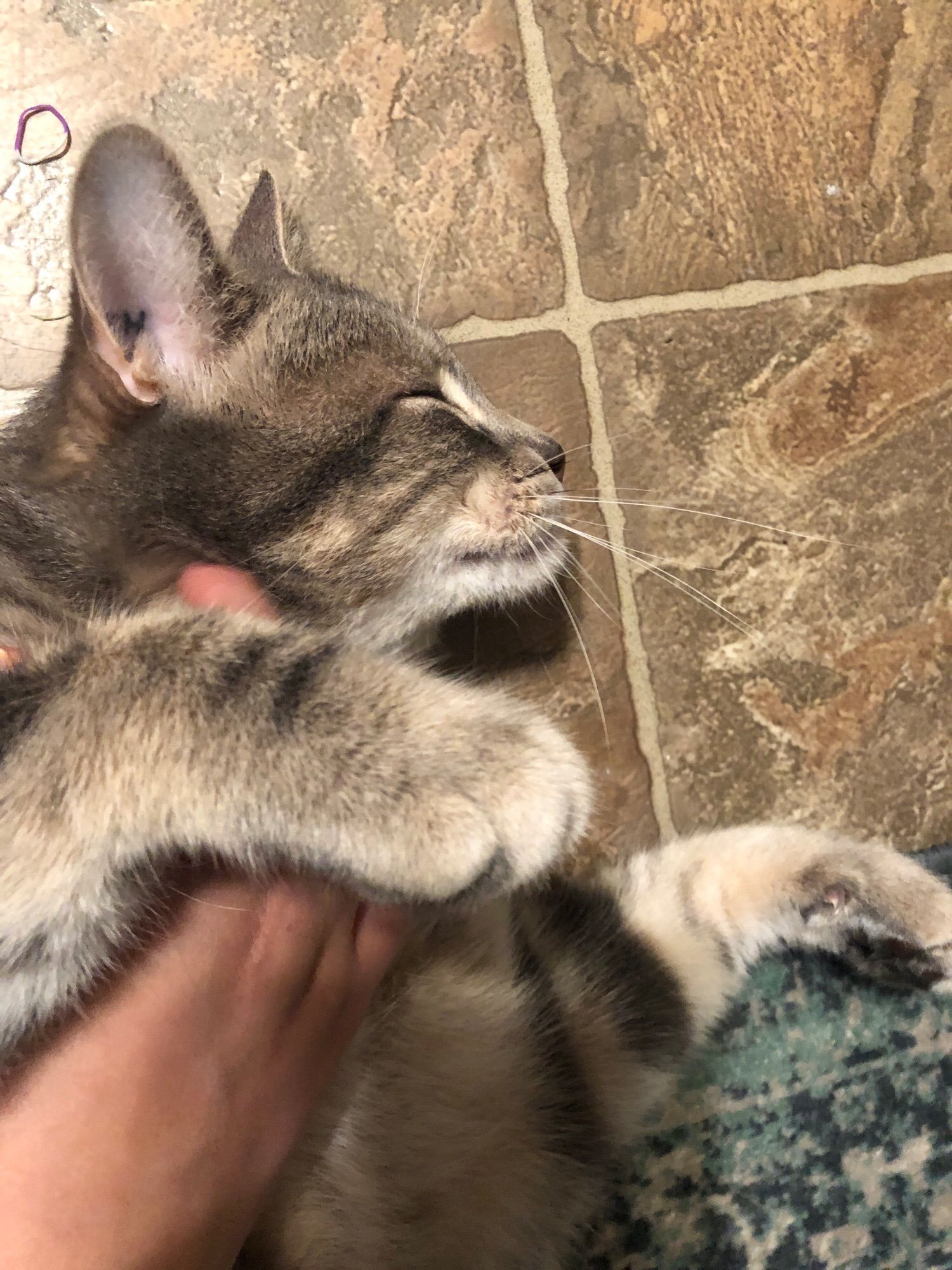 happy tabby cat getting his belly rubbed