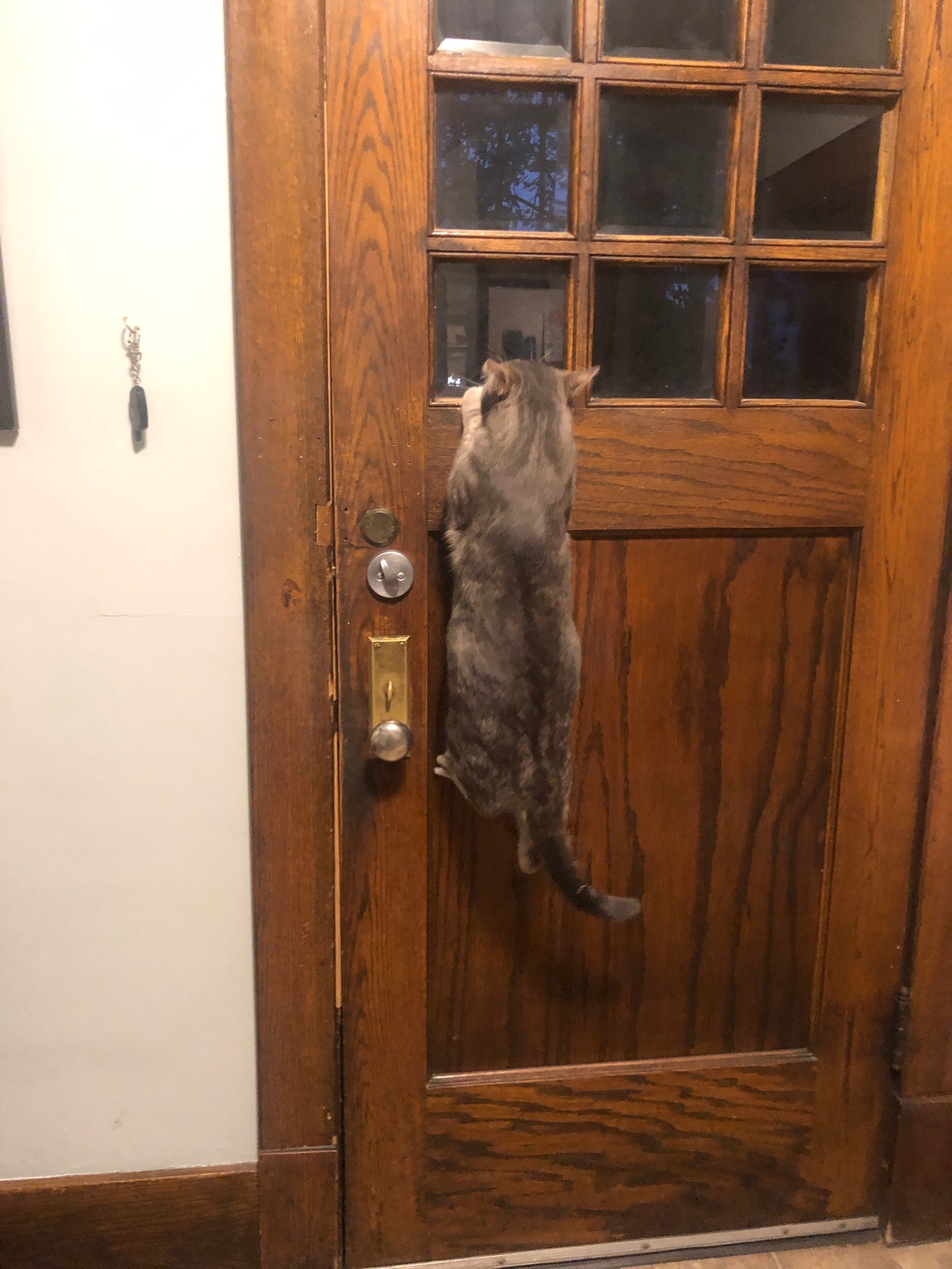 benjamo my grey tabby cat doing pull-ups on the windows of the door. he wants to LOOK