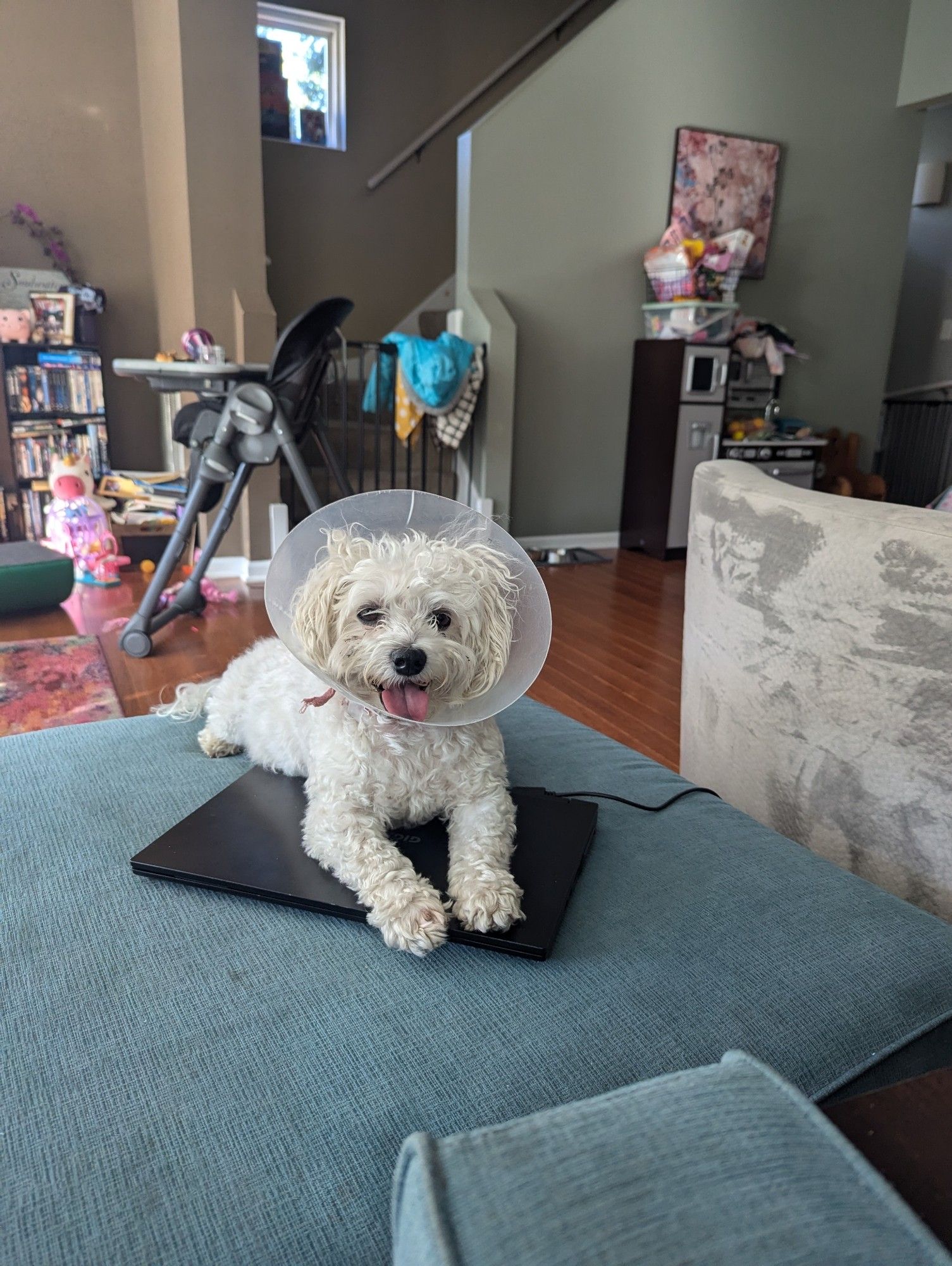 A white Maltipoo laying on a laptop on a blue couch in a messy house. He's smiling because he just went for a walk. He's got a cone around his neck.