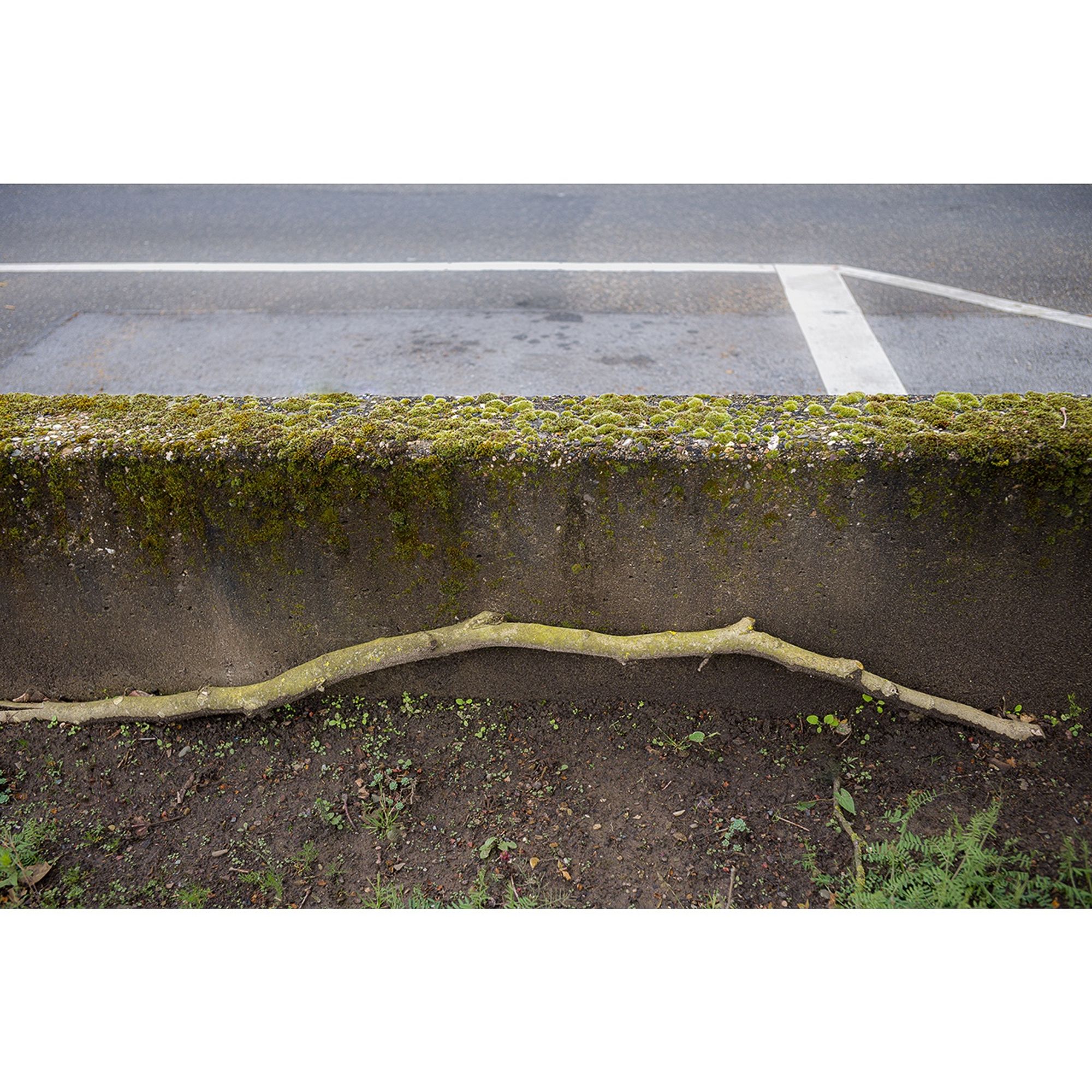 Ast vor einer niedrigen, moosbewachsenen Beton-Mauer, dahinter Straßenmarkierung auf Asphalt.