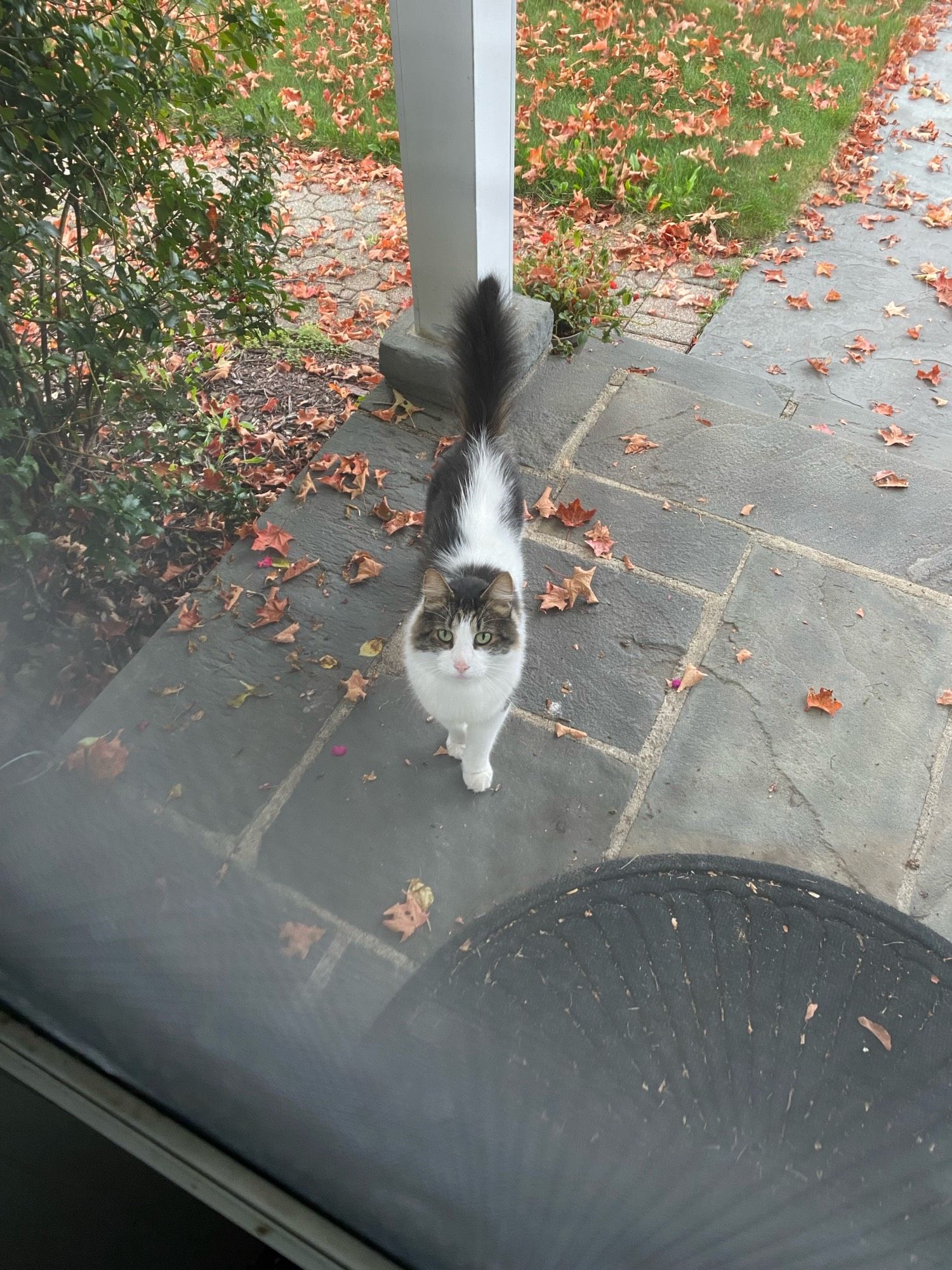 It’s THE MENACE. He (we know for a fact he’s a he) is a white cat with some tabby splotches. He’s looking up at you expectantly because he expects you to come pet his noggin.