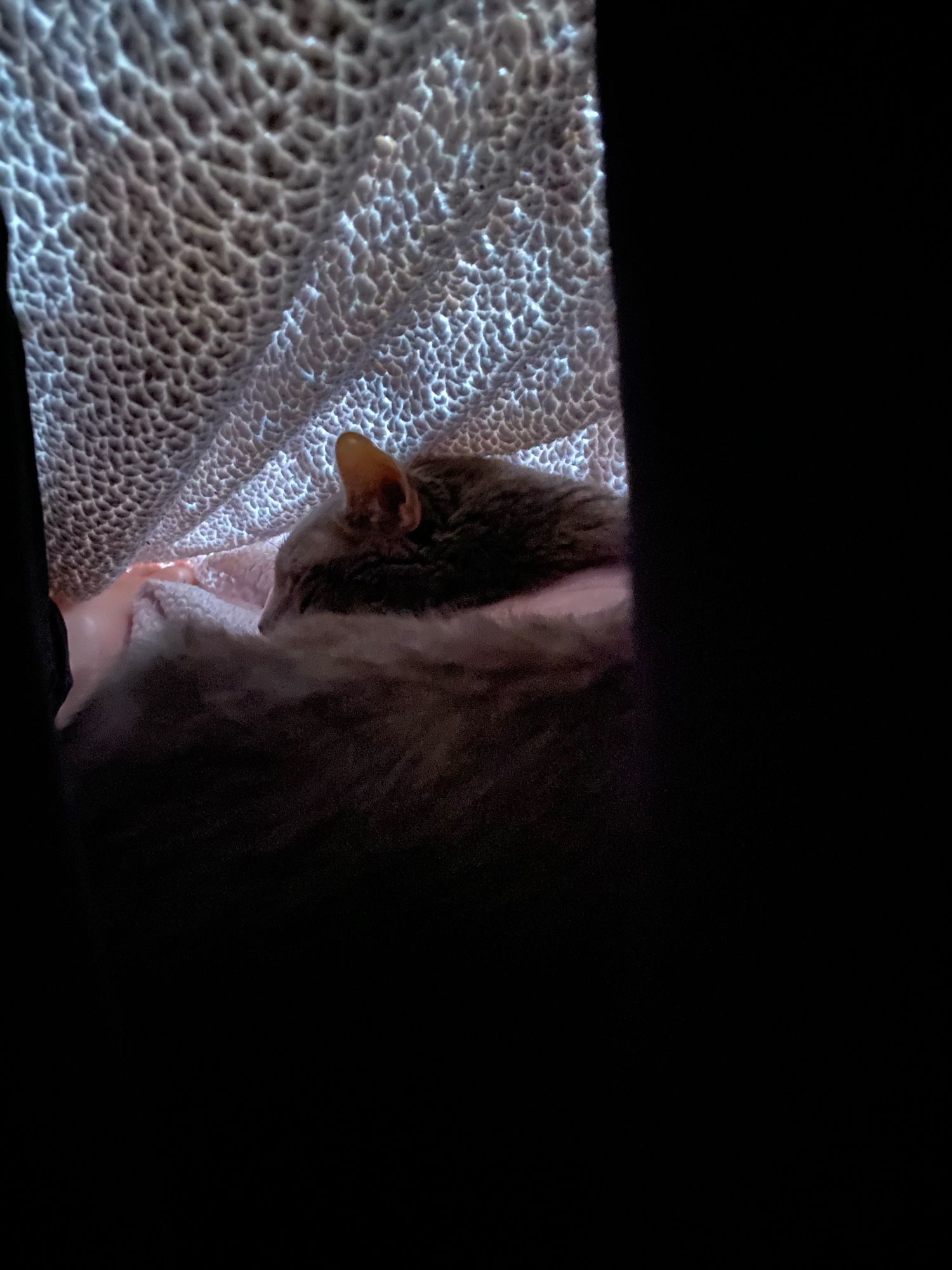 A grey tabby is curled up under a Sherpa lined blanket