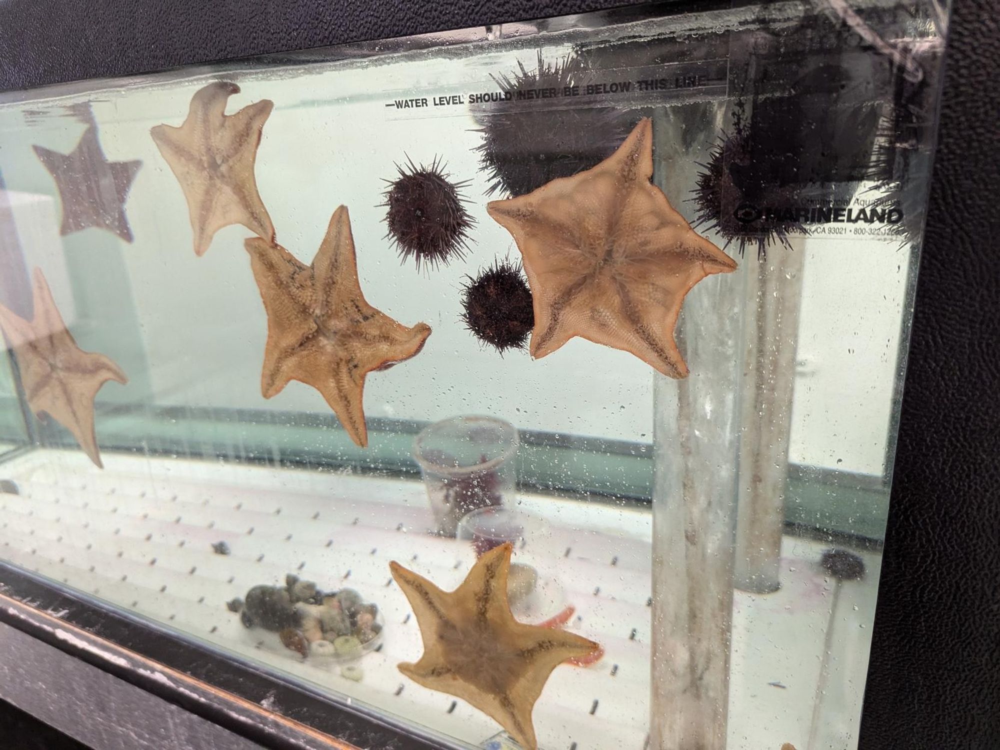 Multiple sea stars and dark sea urchins on the glass side of an aquarium tank