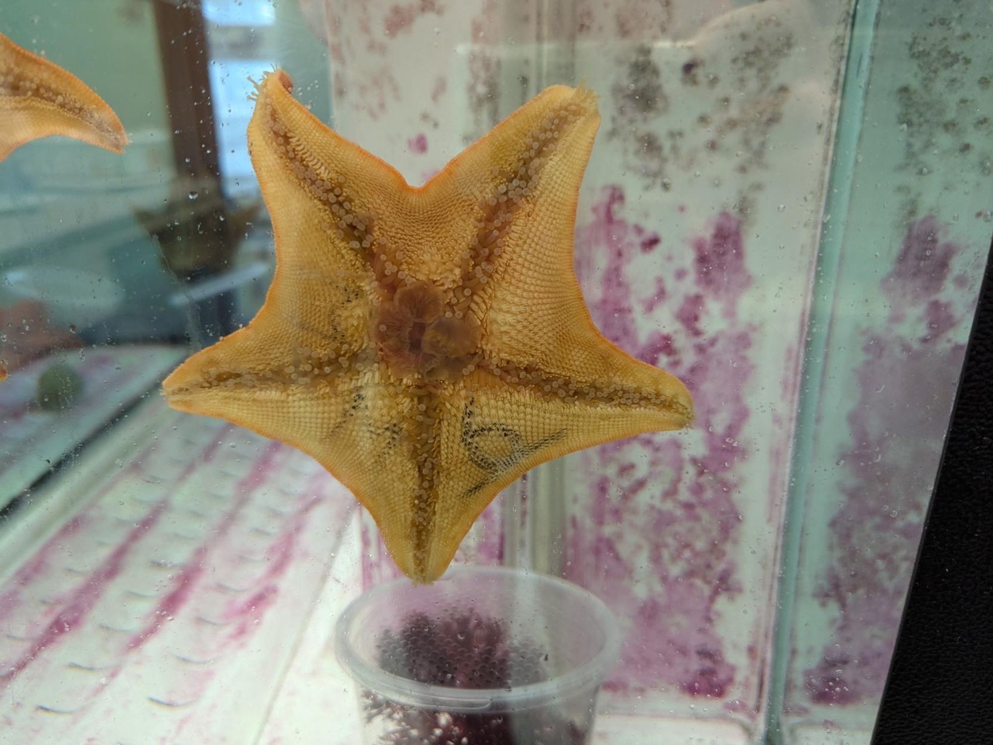 Bottom of a sea star on the glass side of a tank