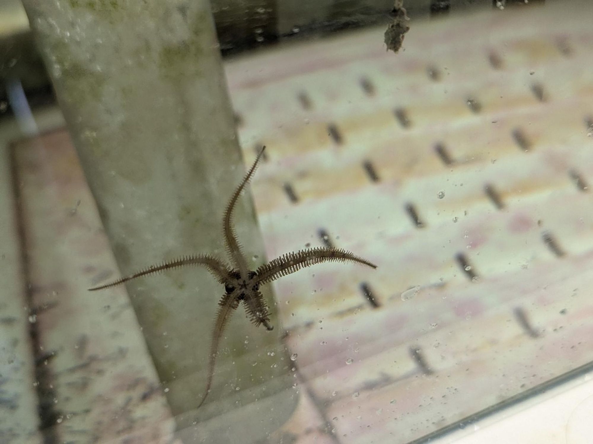 A brittle star on the glass side of a tank