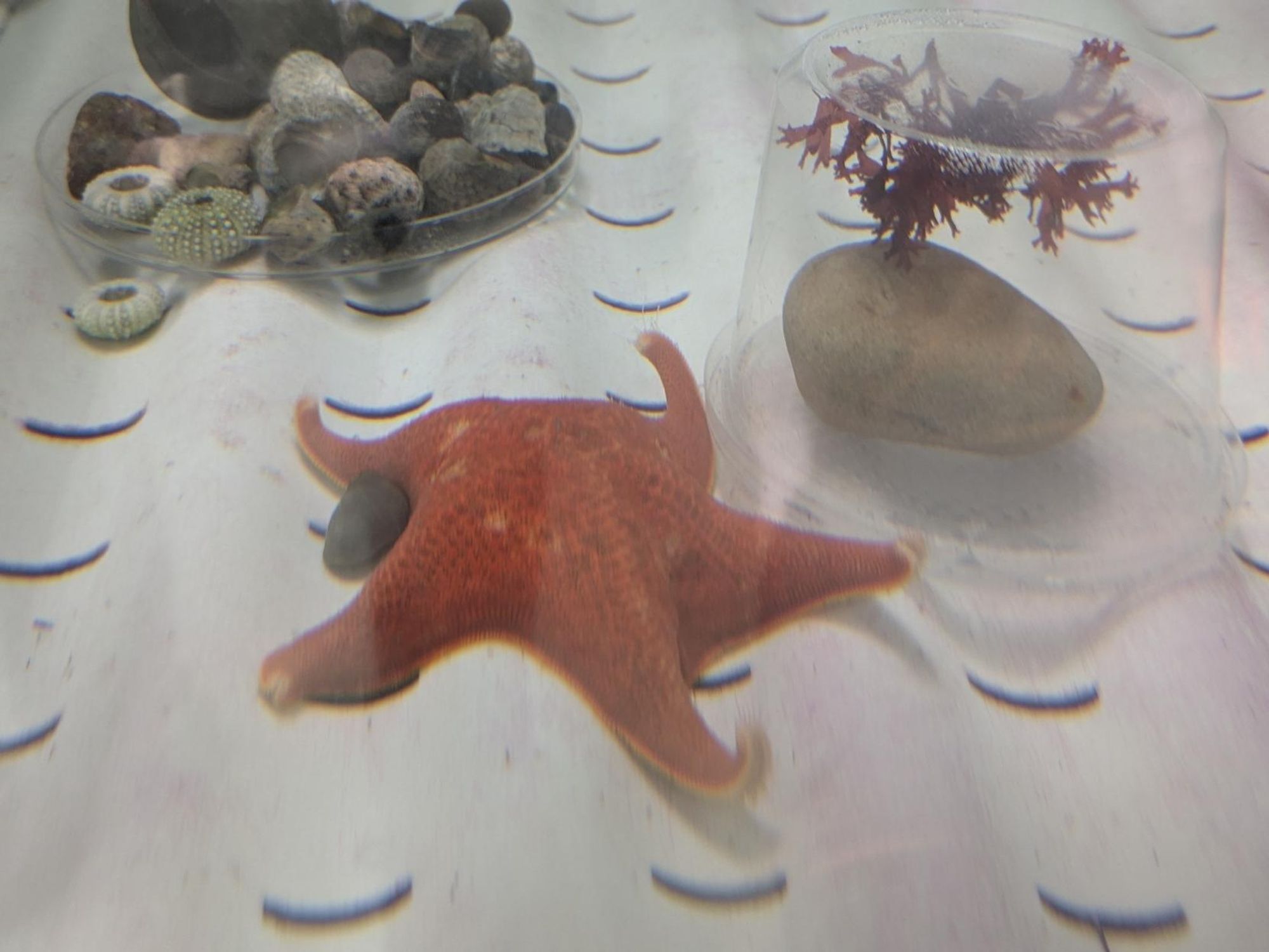 Red sea star (starfish) at the White bottom of a small aquarium tank