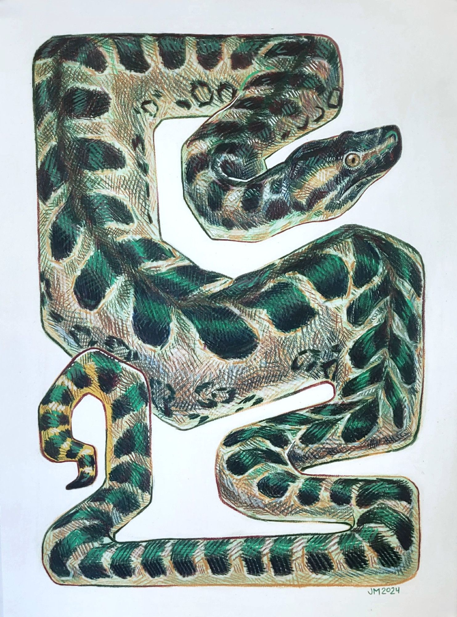 A color pencil and marker drawing of a green anaconda. It is composed such as it looks like it "fits" into a rectangular shape, and features a lot of hatching textured lines.