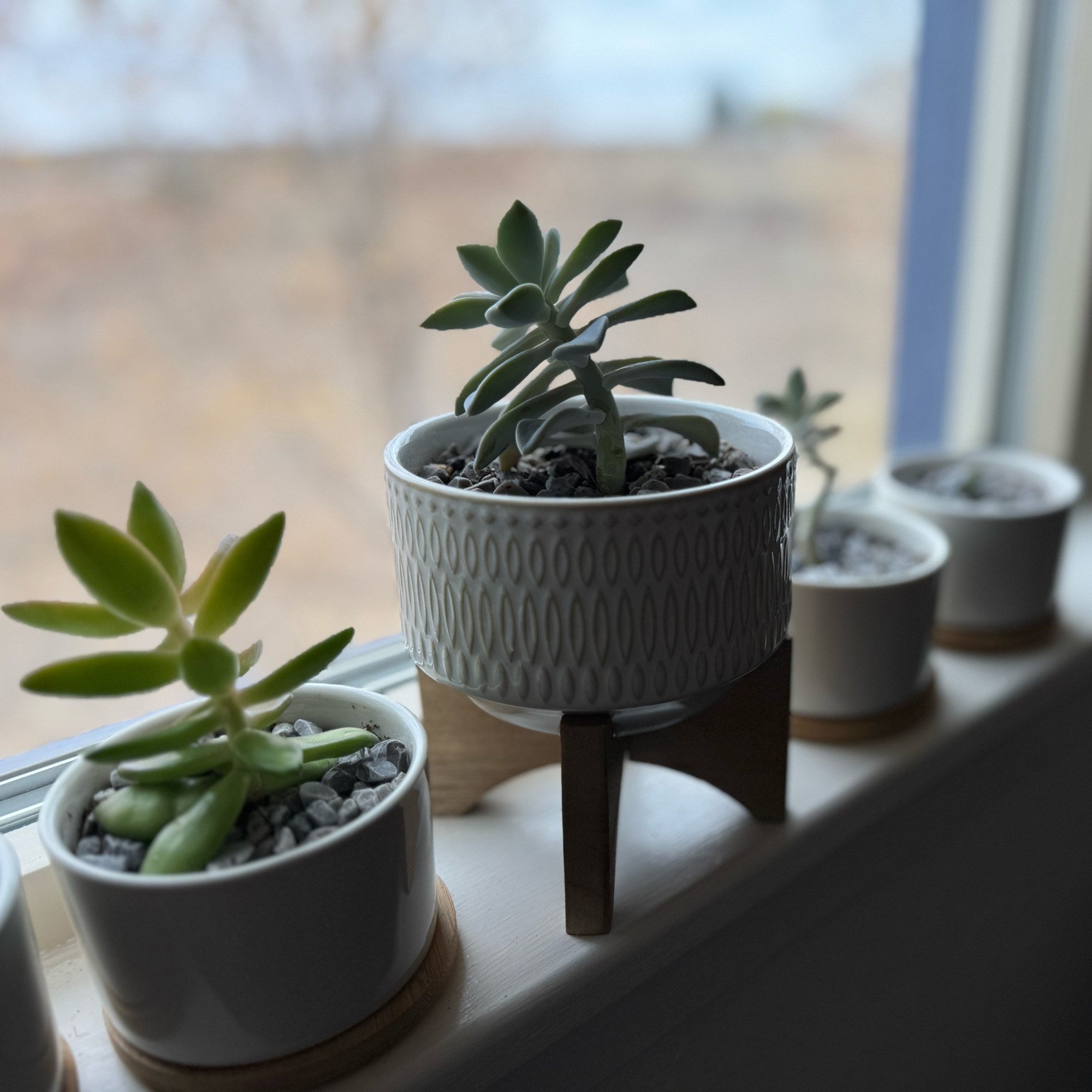 Succulents leaning towards the window in muted light 