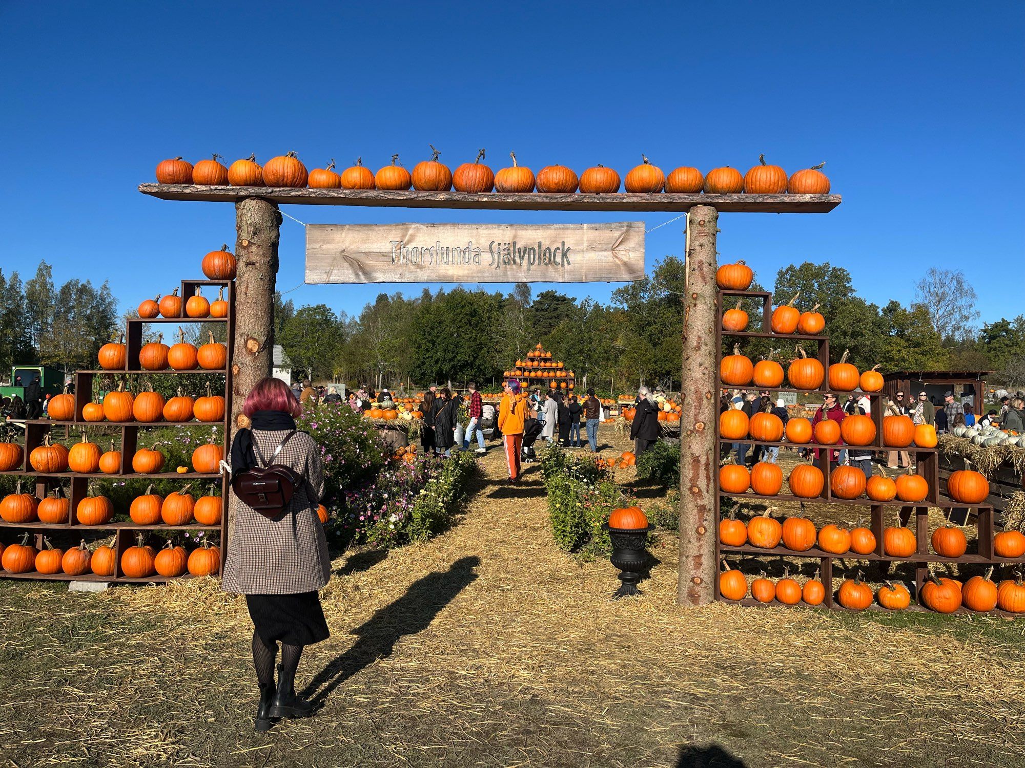 A archway lined with pumpkins leading towards a pumpkin patch.