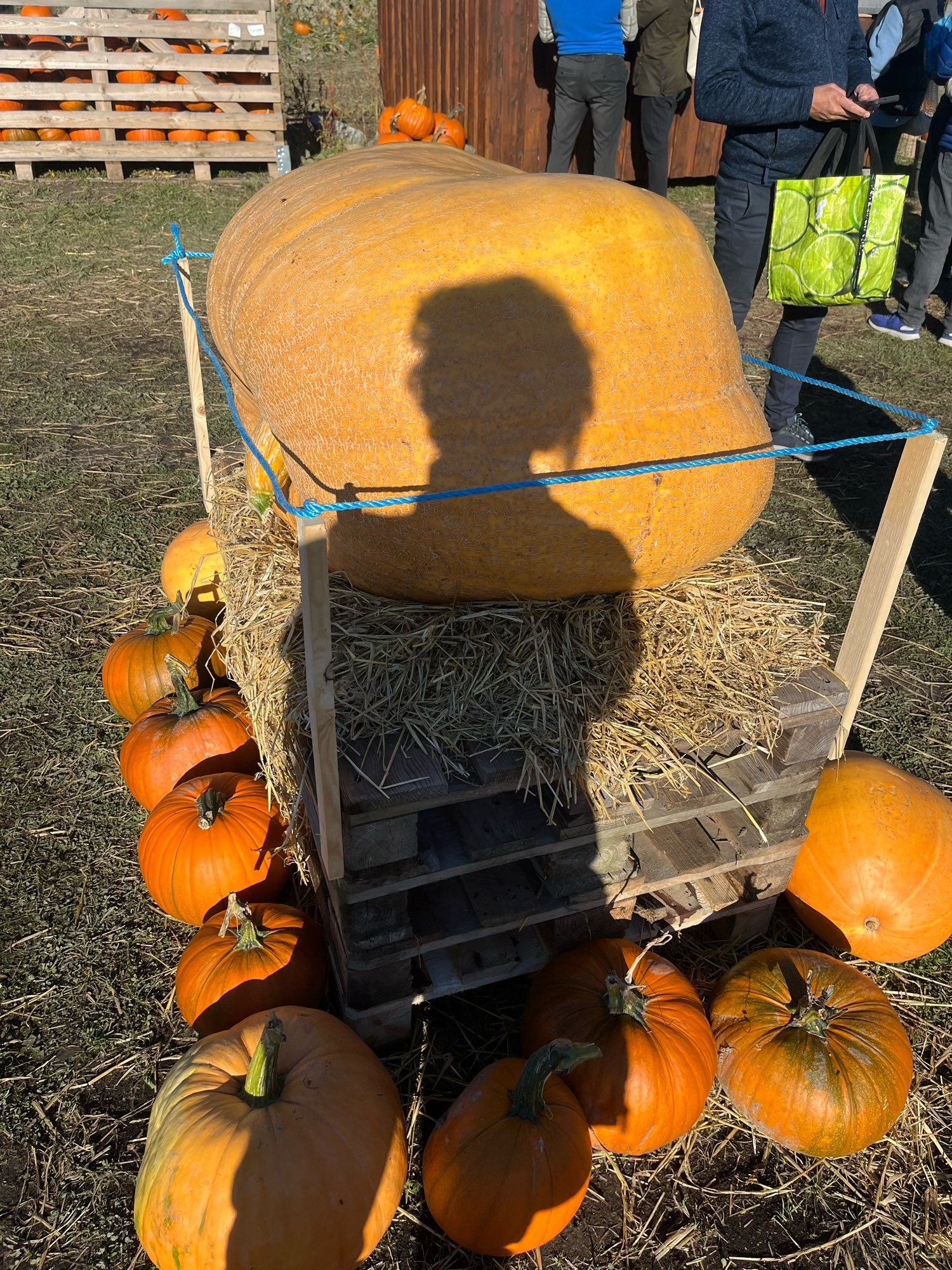 The shadow of a person on a very big pumpkin