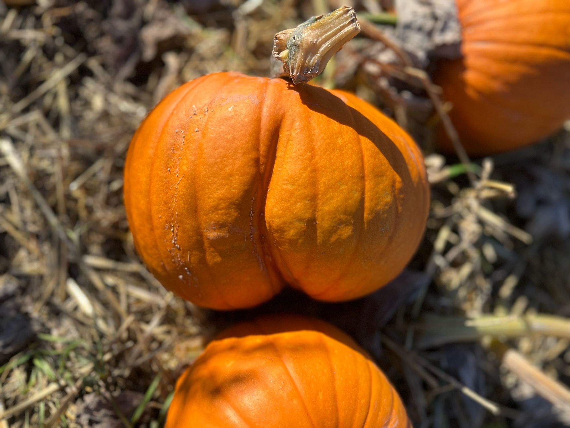 A pumpkin that kinda looks like a butt