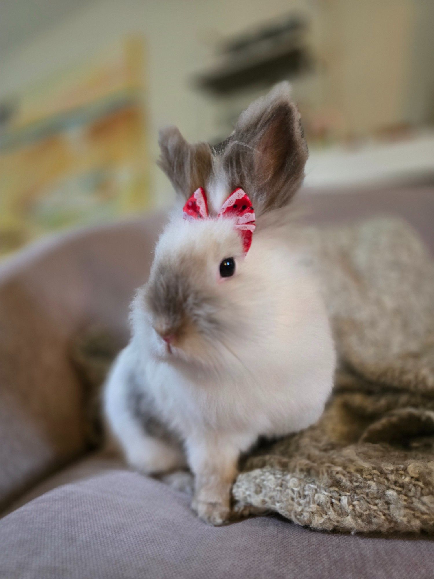 A very fuzzy white and gray lionhead bunny posing with a red and white bow between her ears. She has one leg extended, for fashion.