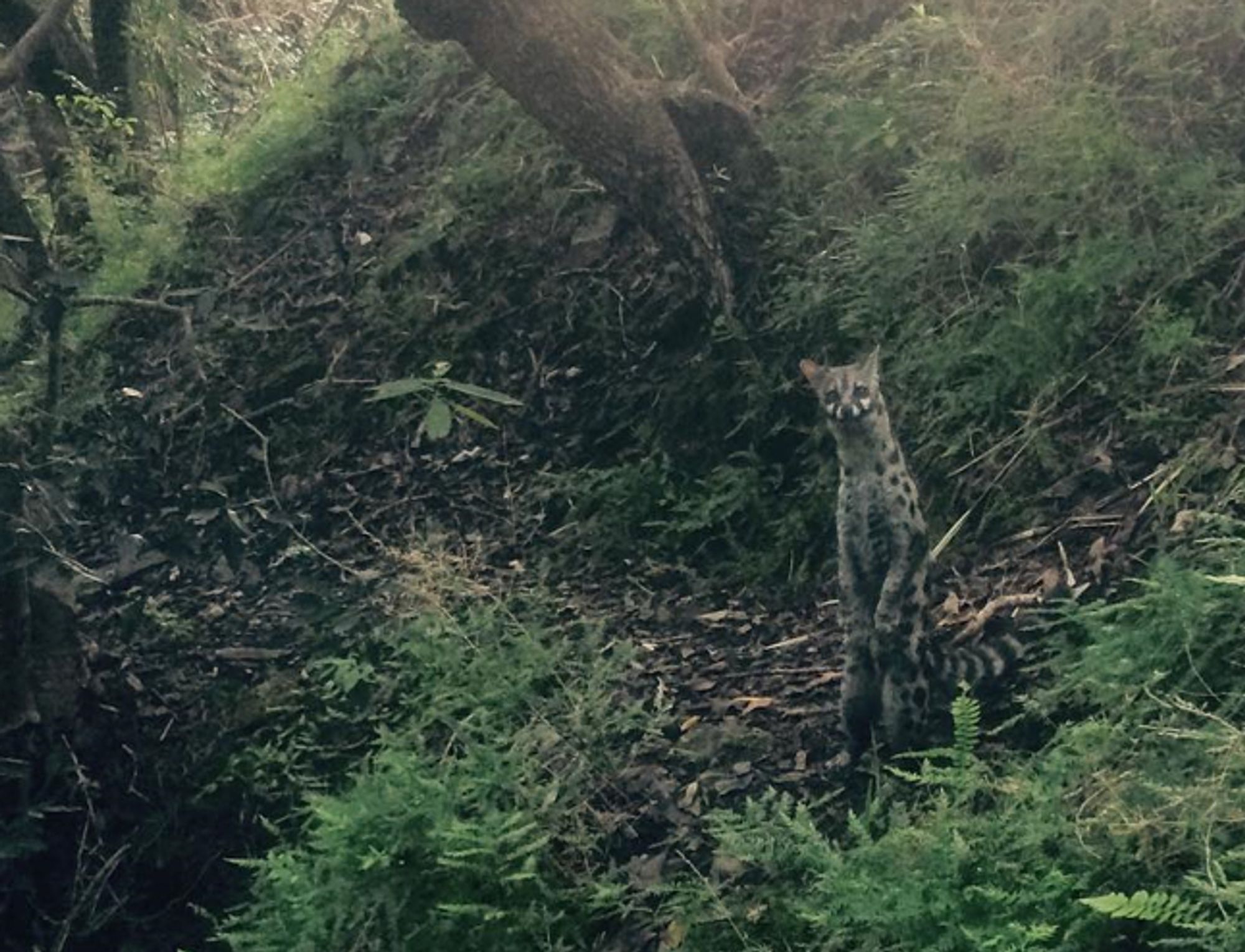 A verdant green forest floor with a lone tree visible in the frame. Ferns and other low-lying plantlife dominate the foreground. In the midground, there is a small trail looping around the tree. Standing upright on that trail like a meerkat, peering at the camera inquisitively, is a spotted genet - a creature that is very much not a meerkat, but a civet relative. With grey fur and a multitude of spots dappling it, this small viverrid's long body seems even longer fully up, striped tail swept out to the side for balance.