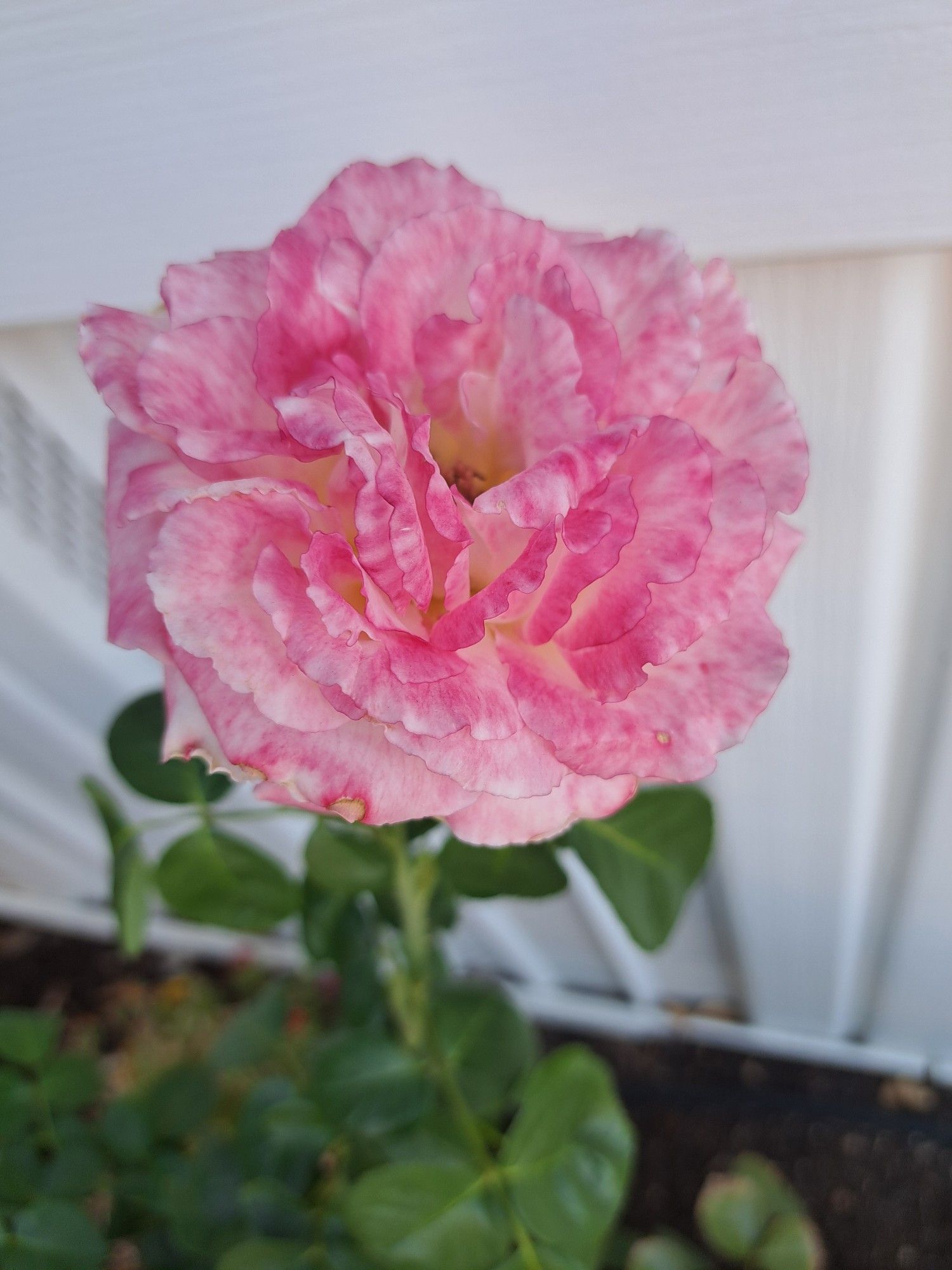 A pink fringed rose against a white background 