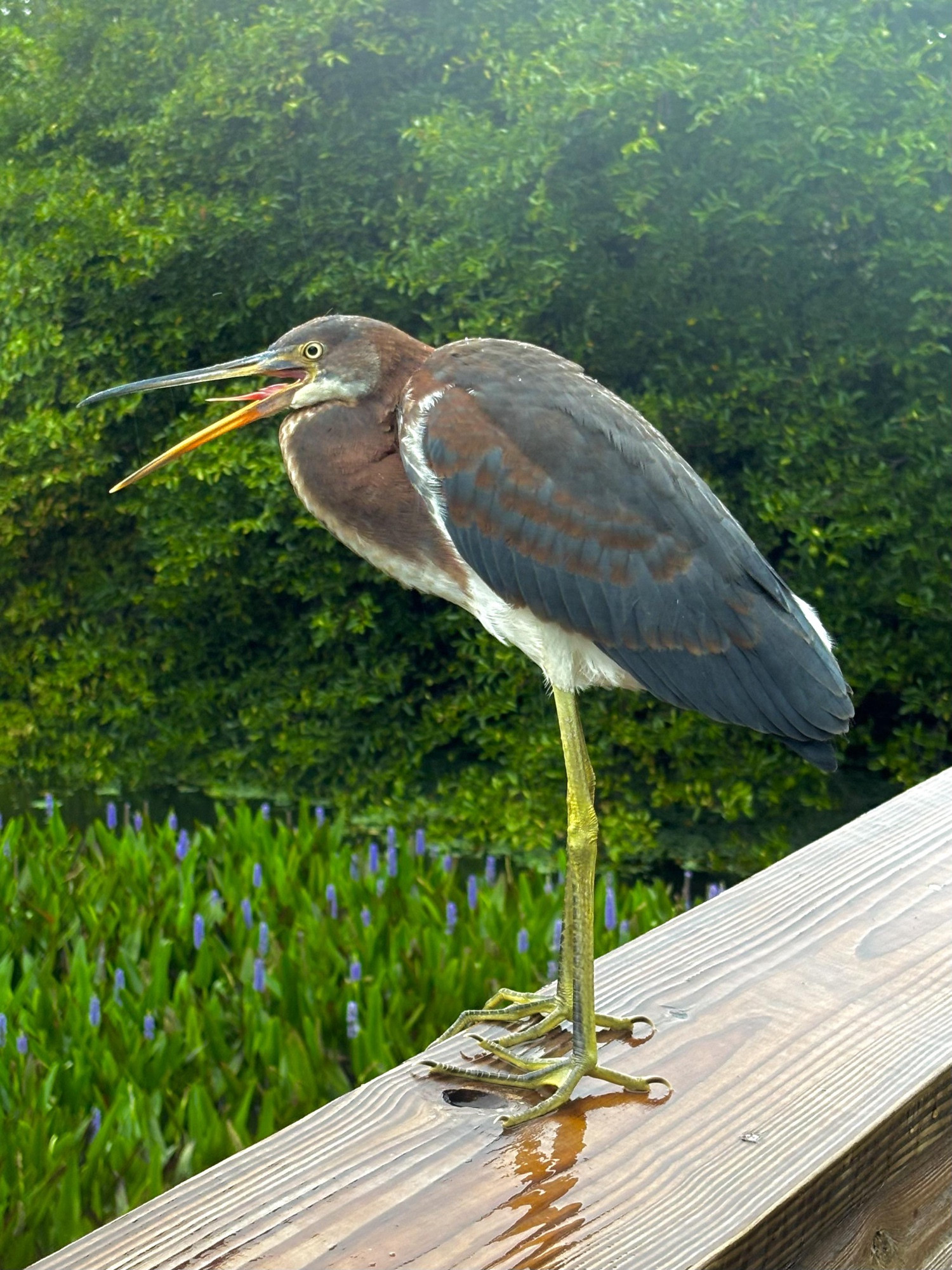 A picture of a tricolored heron in Florida 