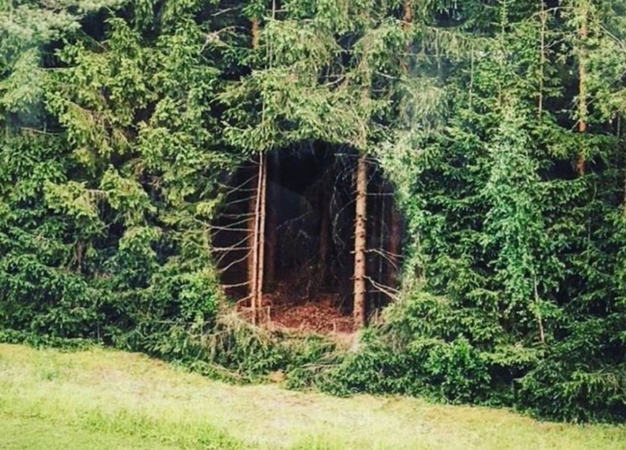 secret portal in a forest .jpg