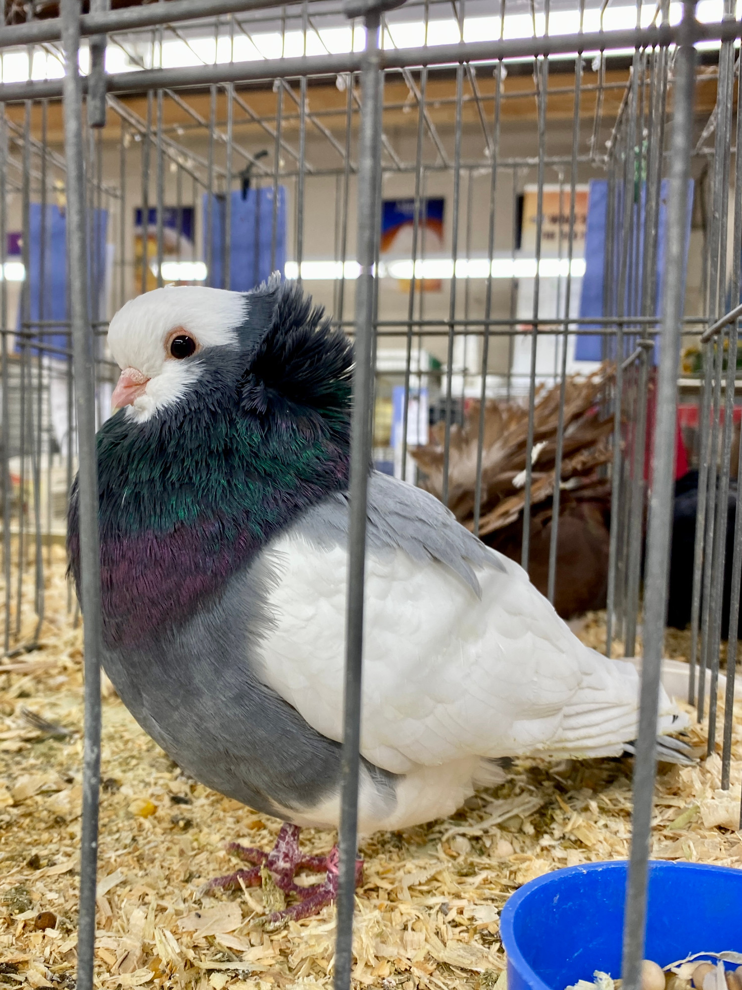 A fancy-looking pigeon in competition at the fall fair. White, head, body, and wings, with grey on back and chest and a green and purple ruff around its neck. Round, back eyes and a demure little beak with burgundy feet.