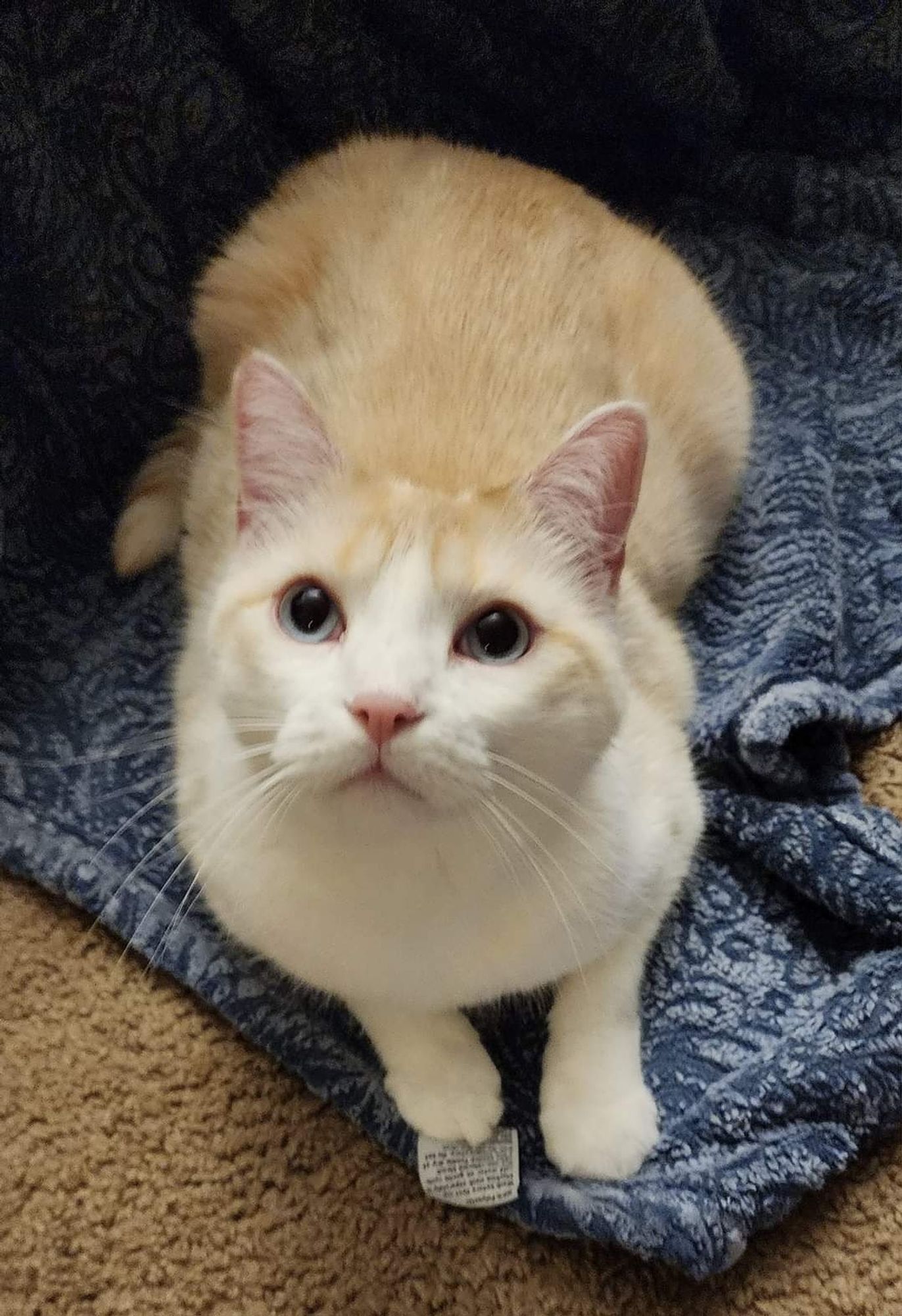 tofu, a white and ginger cat, looking wide eyed up at the camera