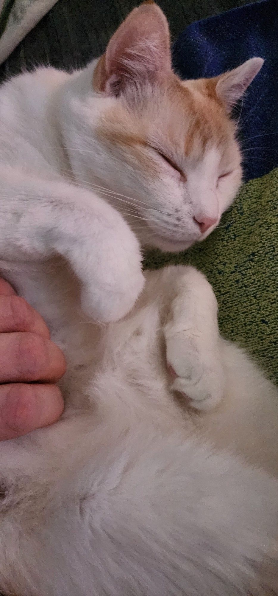 tofu cat blissed out getting belly rubs