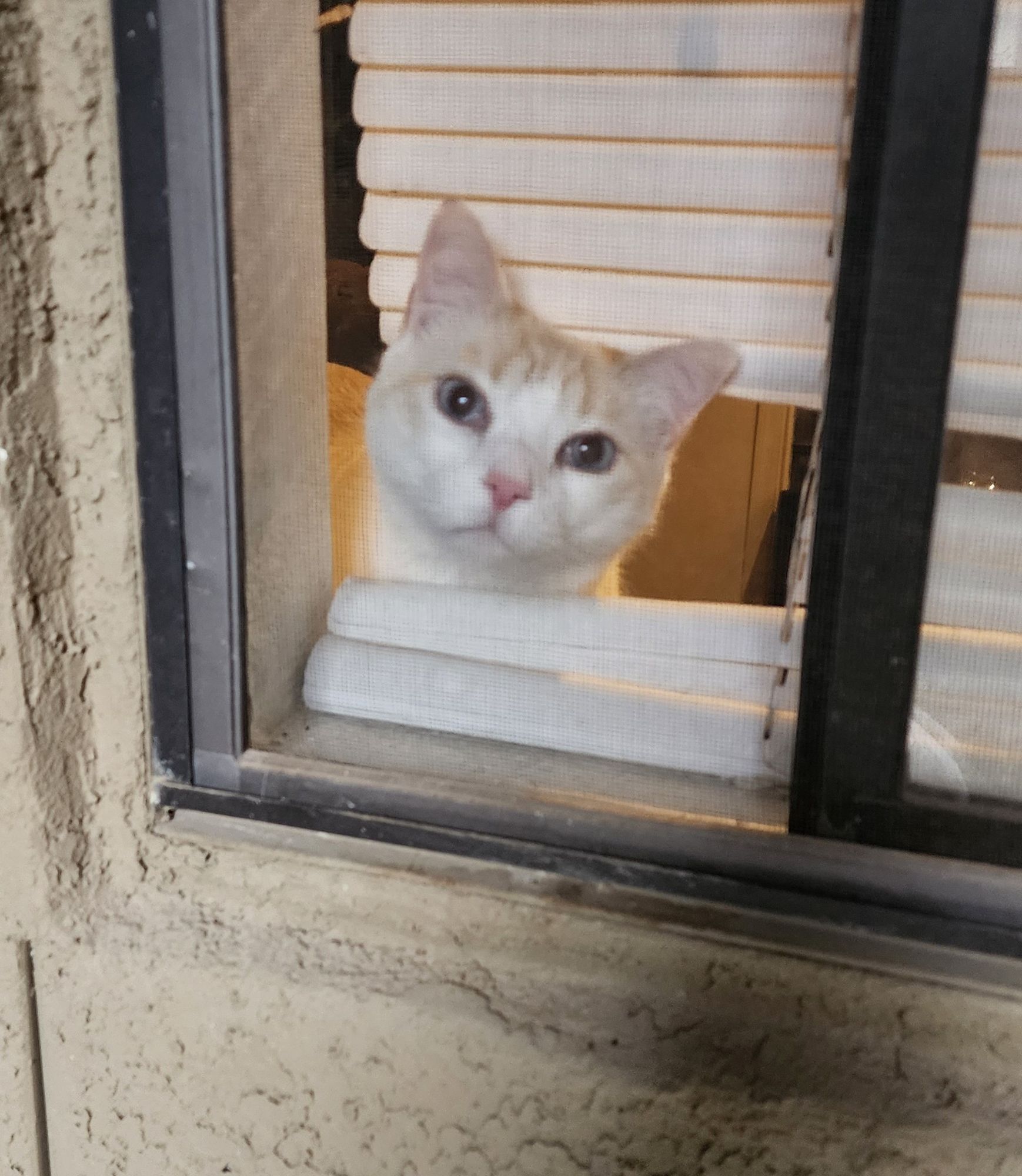 cat in window