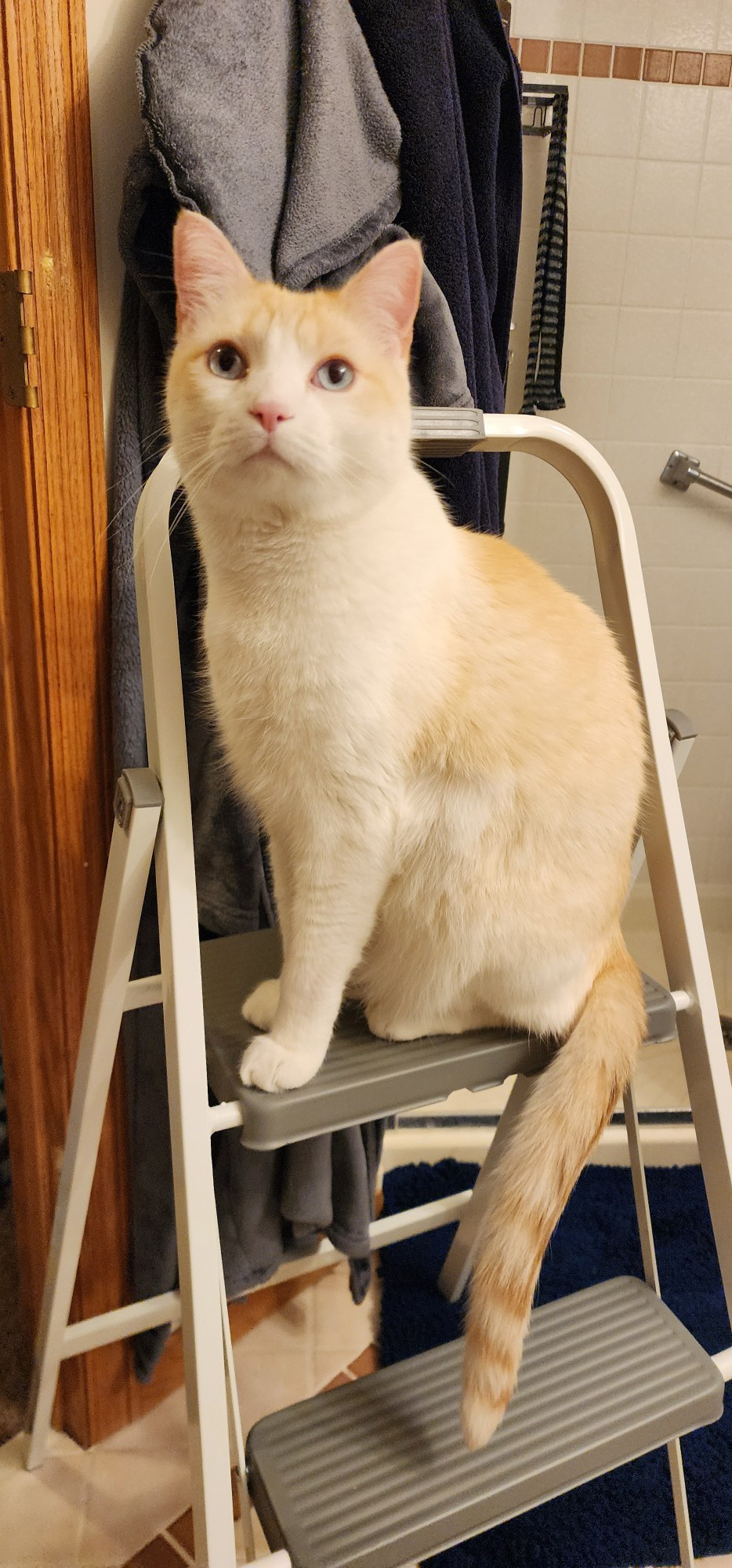 tofu cat sitting on a step ladder in my bathroom and staring at the camera expectantly 