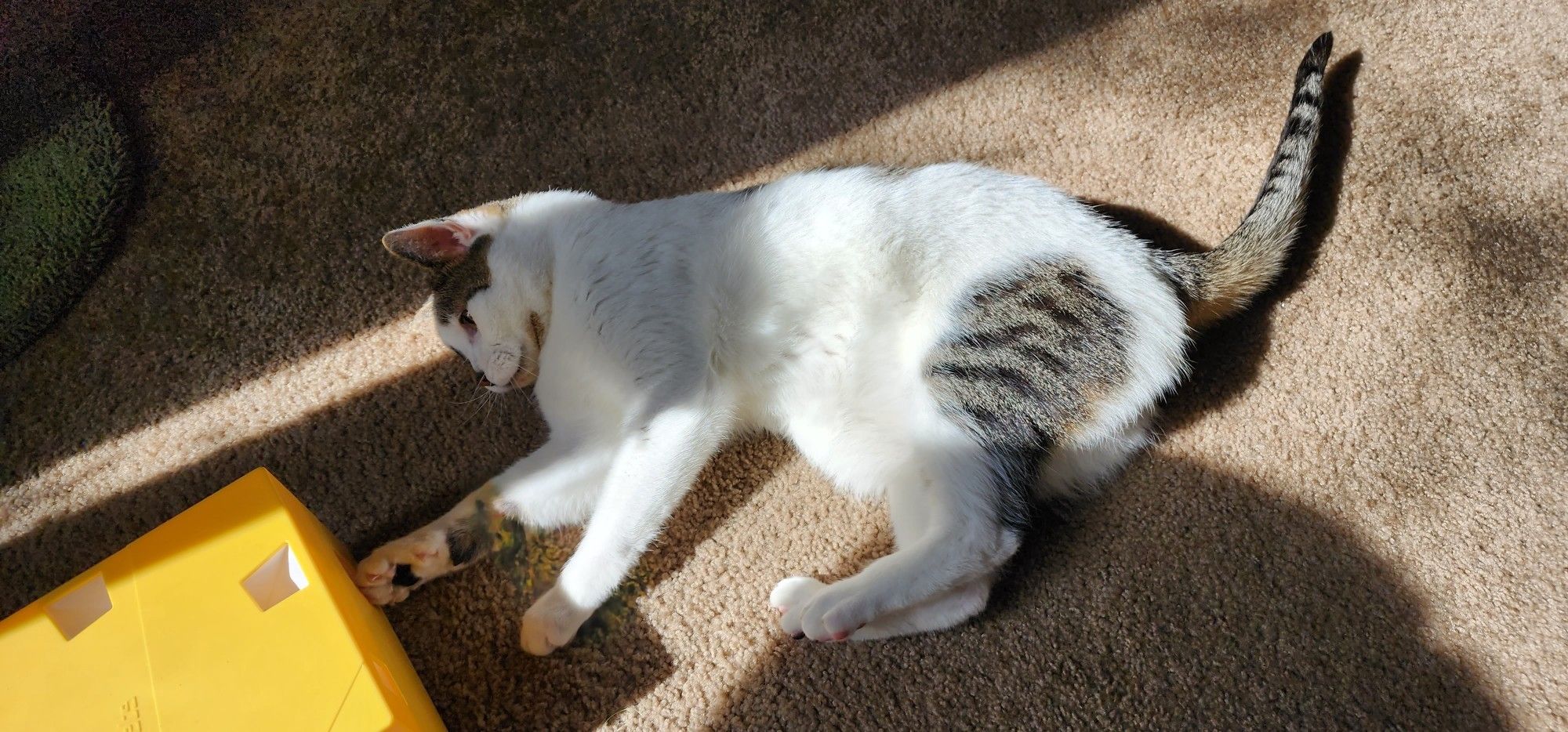 tesla playing with cattoy in sunbeam