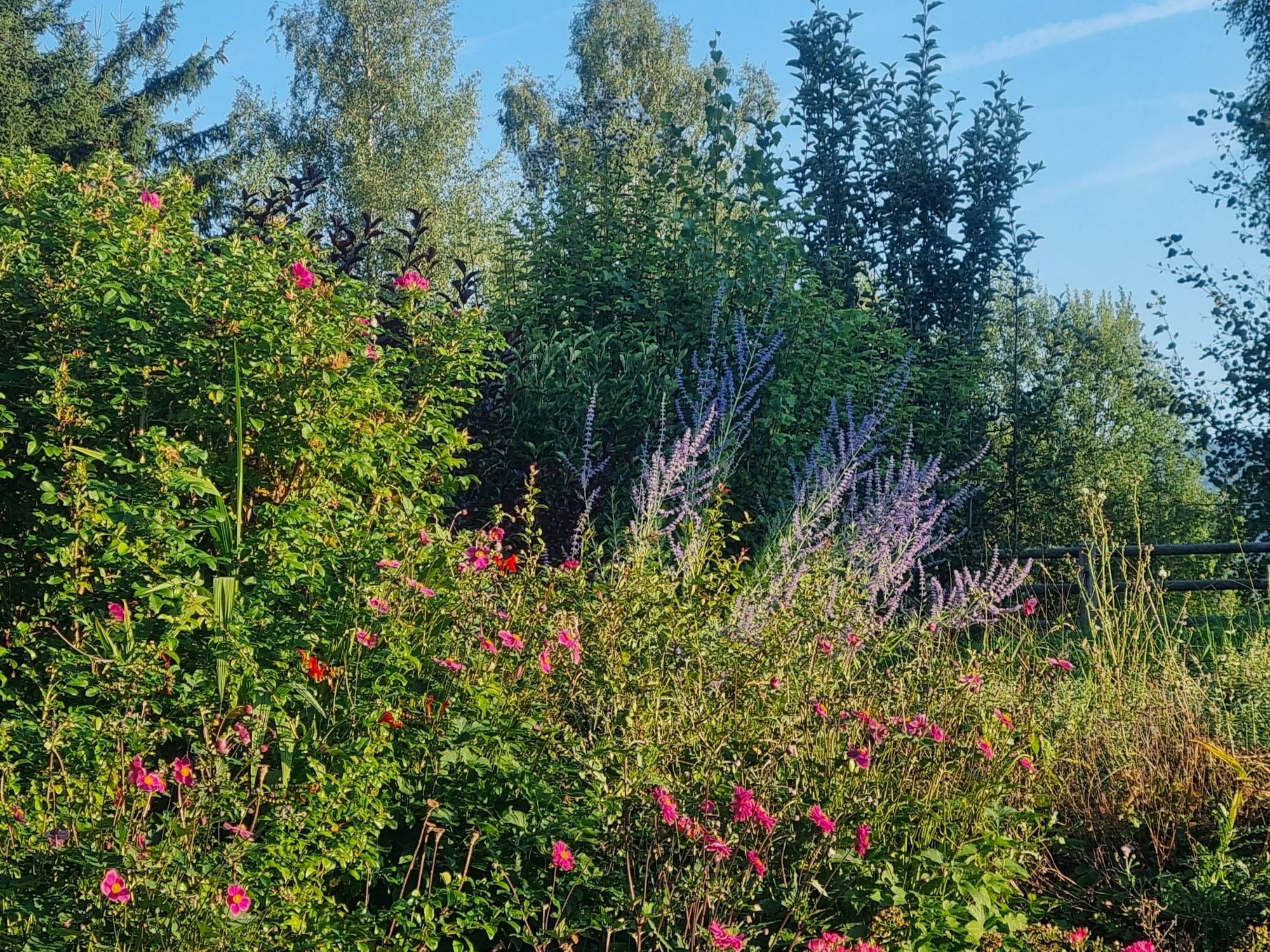 Blick in den Sommergarten