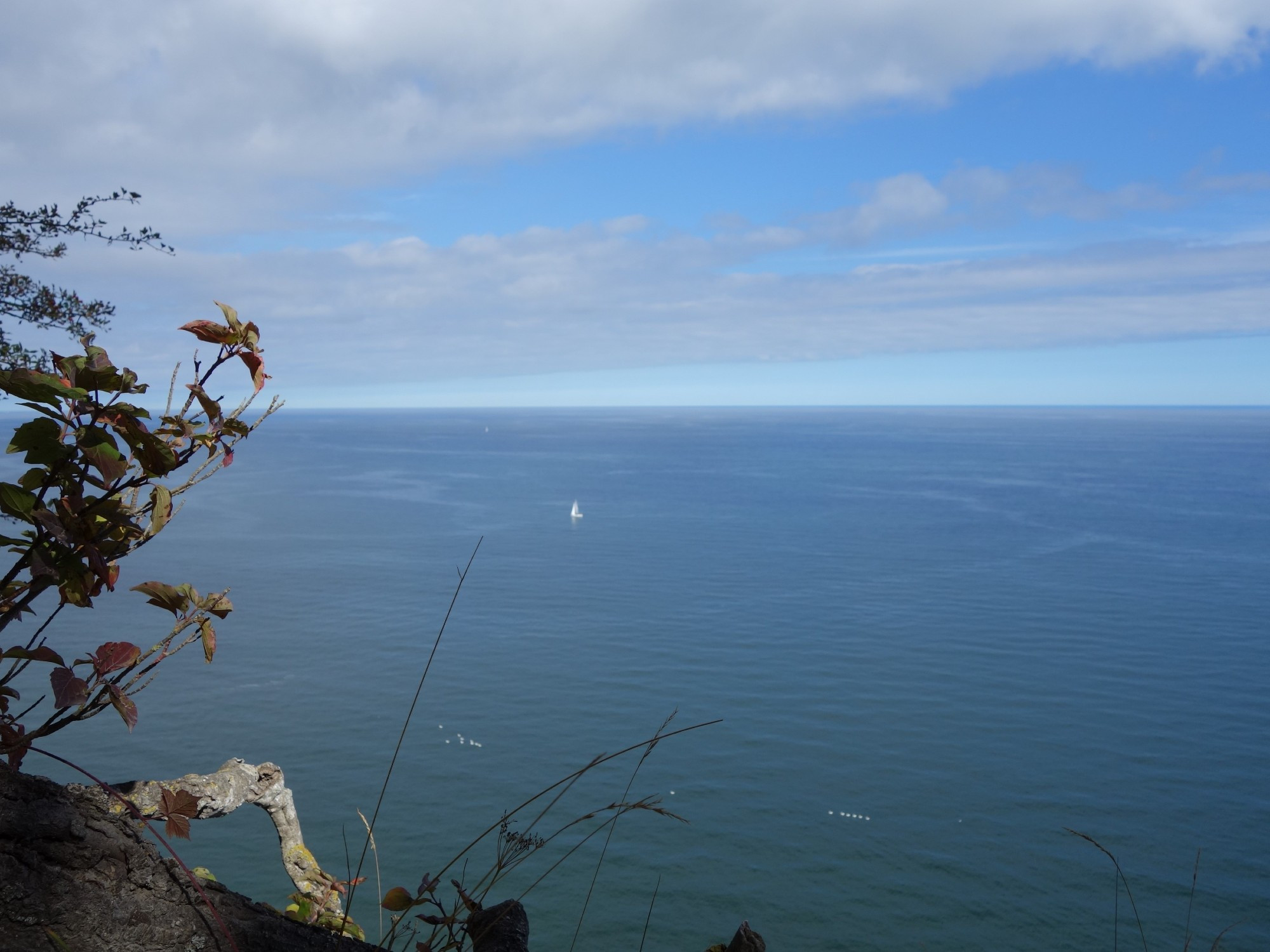 Von einer Klippe fotografiert: Links ein Busch, darunter Fels, ein Ast und Gräser. Dahinter das Meer, ruhig, blaugrün. es schwimmen einige Vögel, in der Bildmitte ein Segelschiff. Darüber leuchtend blauer Himmel, dünne graue Wolken.