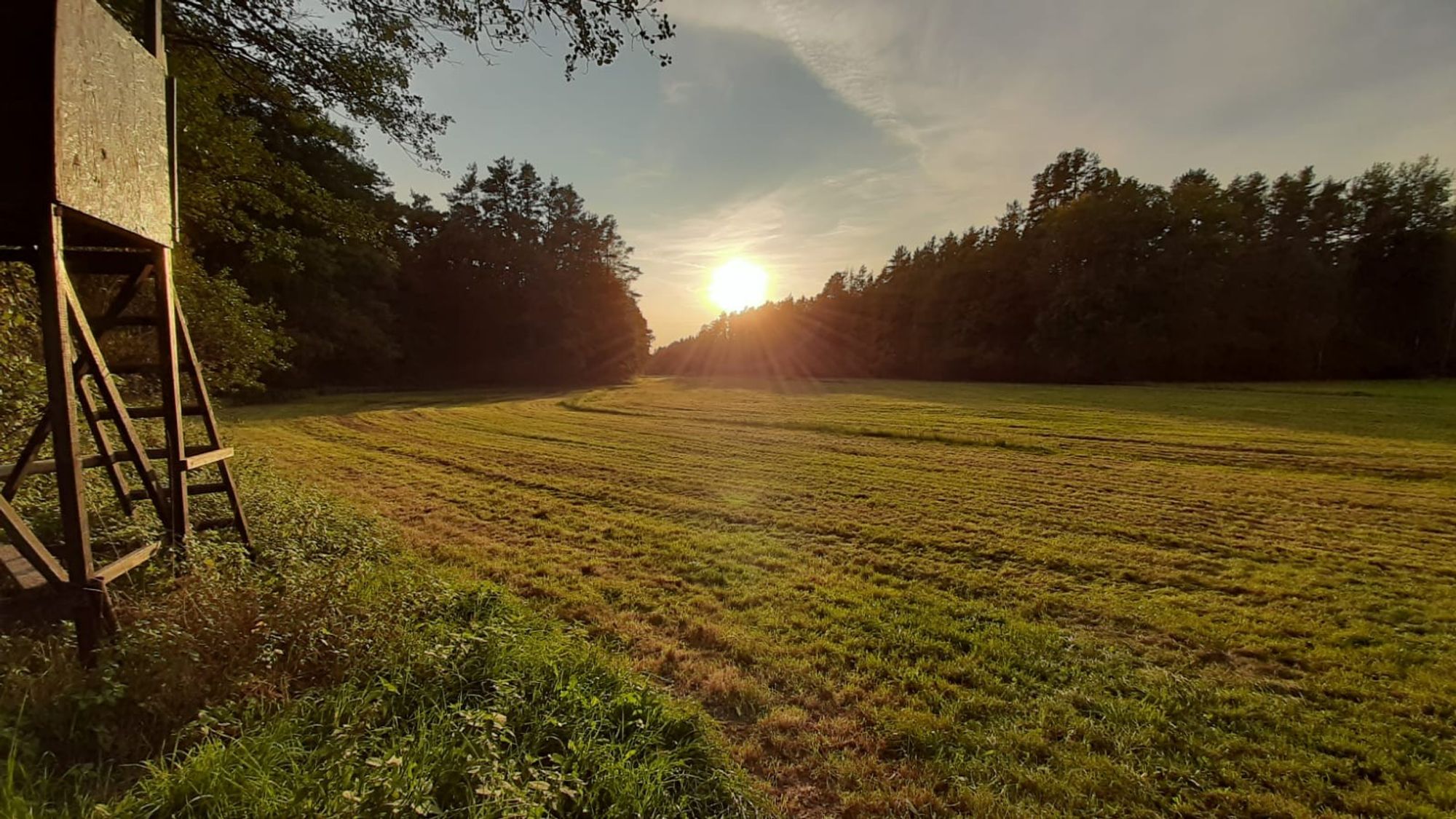 Natur. Links ein Hochstand aus Holz, daneben Stück Wiese und ein abgeerntetes Feld. Dahinter Bäume/Wälder, darüber die untergehende Sonne. Warmes, herbstliches Abendlicht.