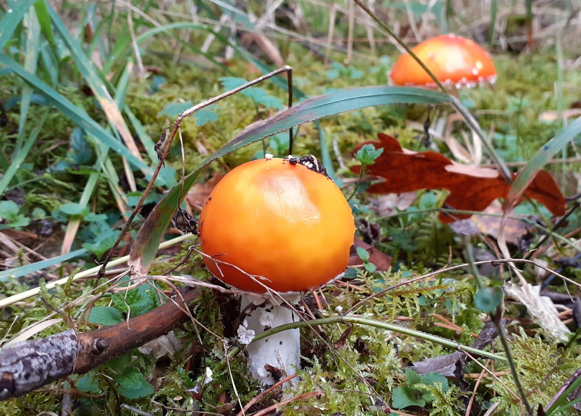 Im Vordergrund ein roter Fliegenpilz, dahinter ein verschwommener Fliegenpilz. Außen rum Gräser, Moos und Äste.