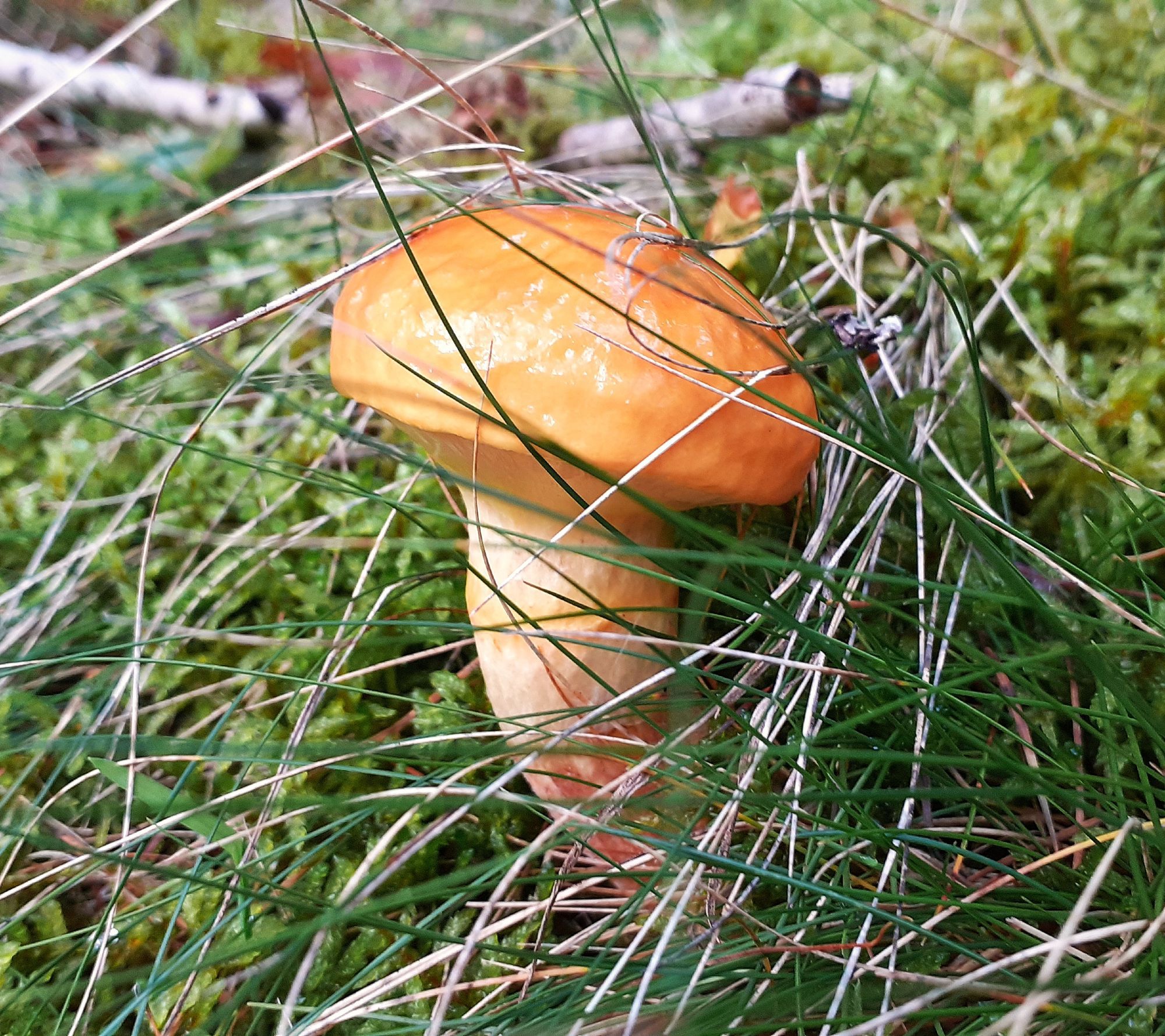 Ein Pilz mit orange-braun glänzendem Hut und Stamm hinter Gräsern, zwischen Moos und Ästen.