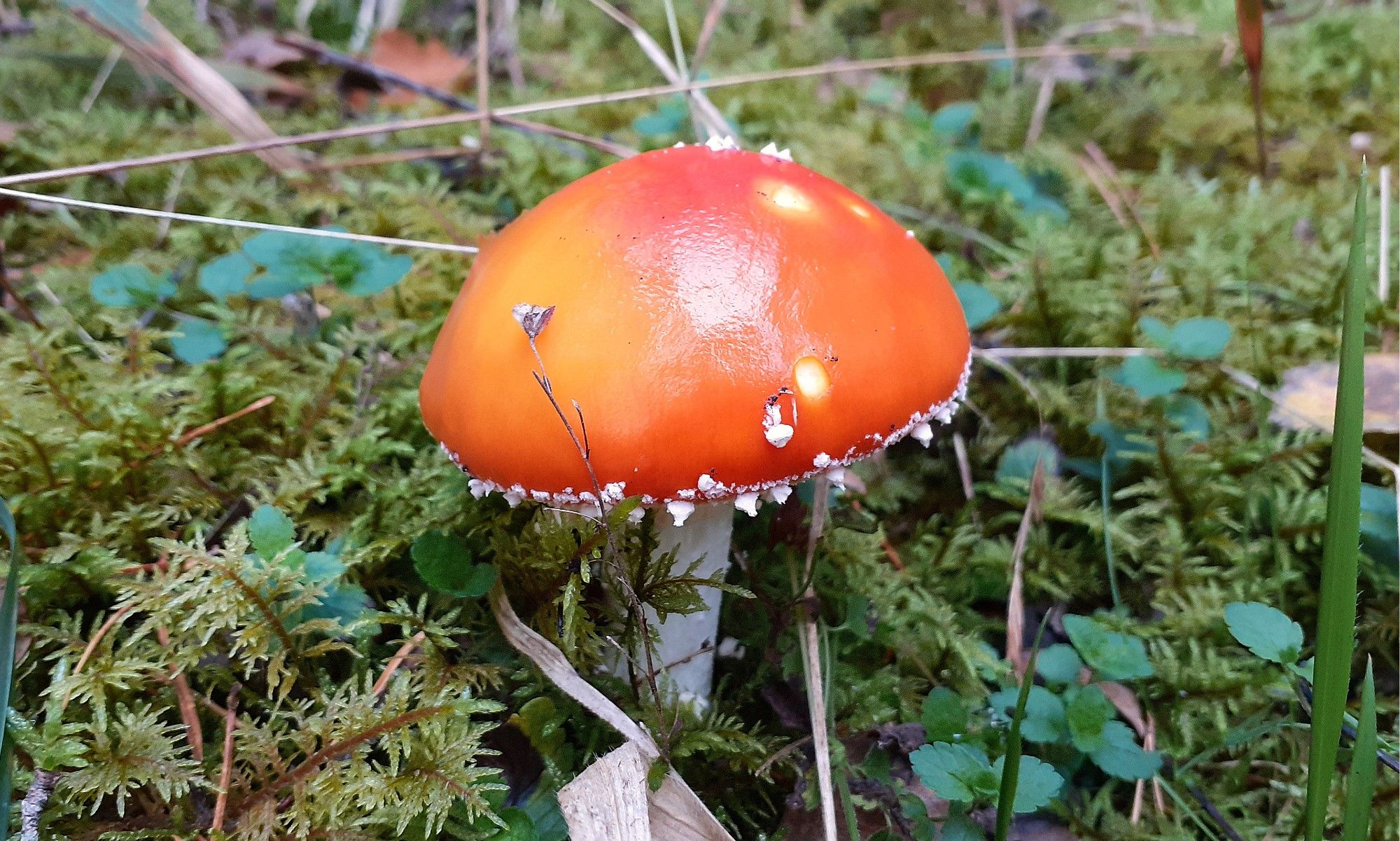 Ein roter Fliegenpilz inmitten von Moos und Blättern.