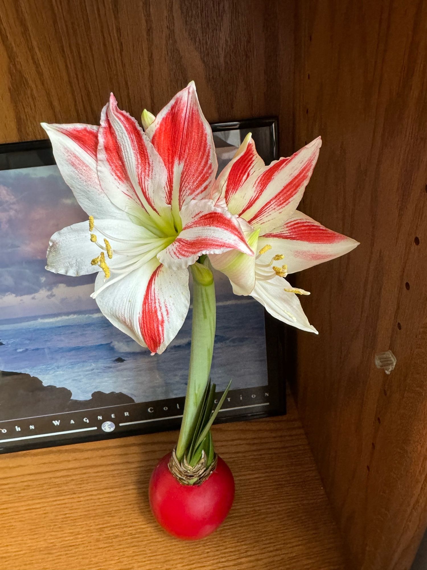 An amaryllis bulb growing from a red wax bulb displays two flowers that have bloomed, with white petals that don streaks of red and bright yellow pollen stigma in the flower’s center.