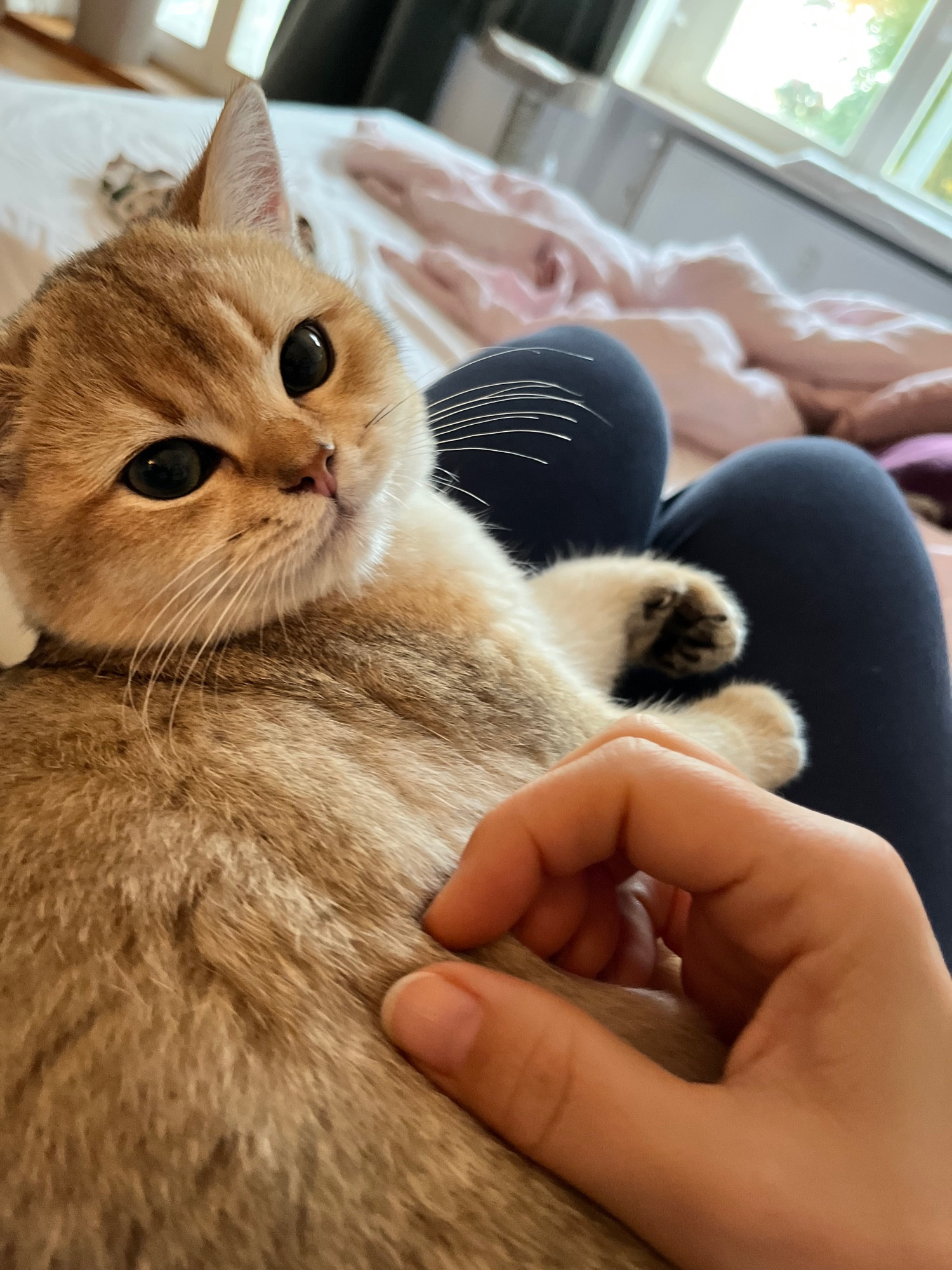 Kleine, goldene BKH-Katze liegt auf meinen Beinen und wird gekrault.