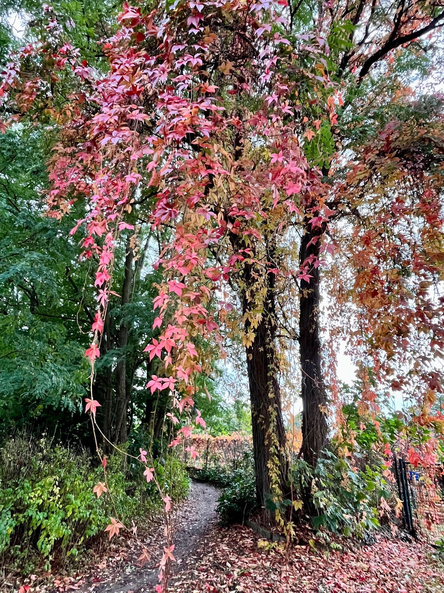 Baum im Herbst mit rosafarbenen Blättern